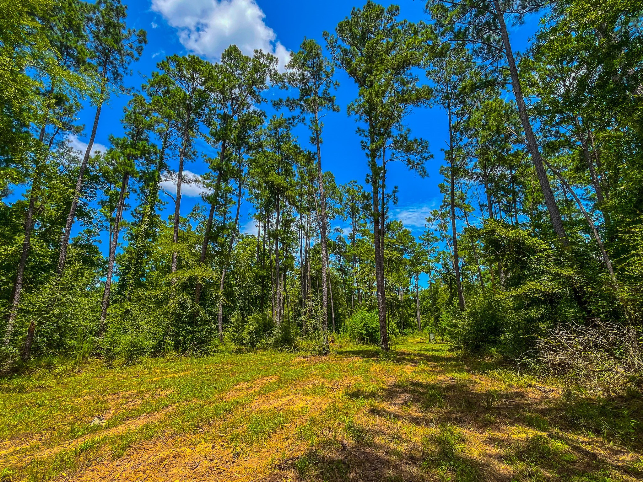 Tbd County Road 1906 Jacksonville TX 75766