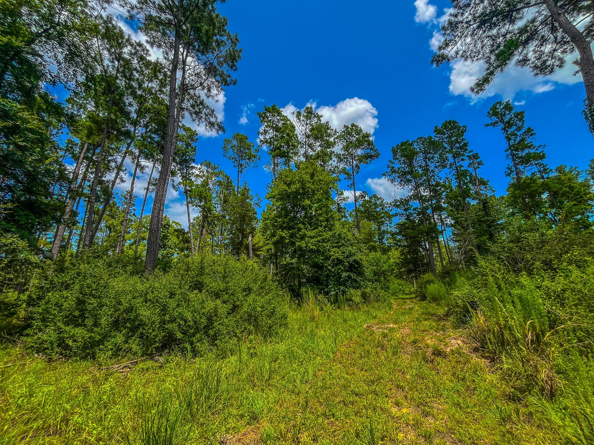 Tbd County Road 1906 Jacksonville TX 75766