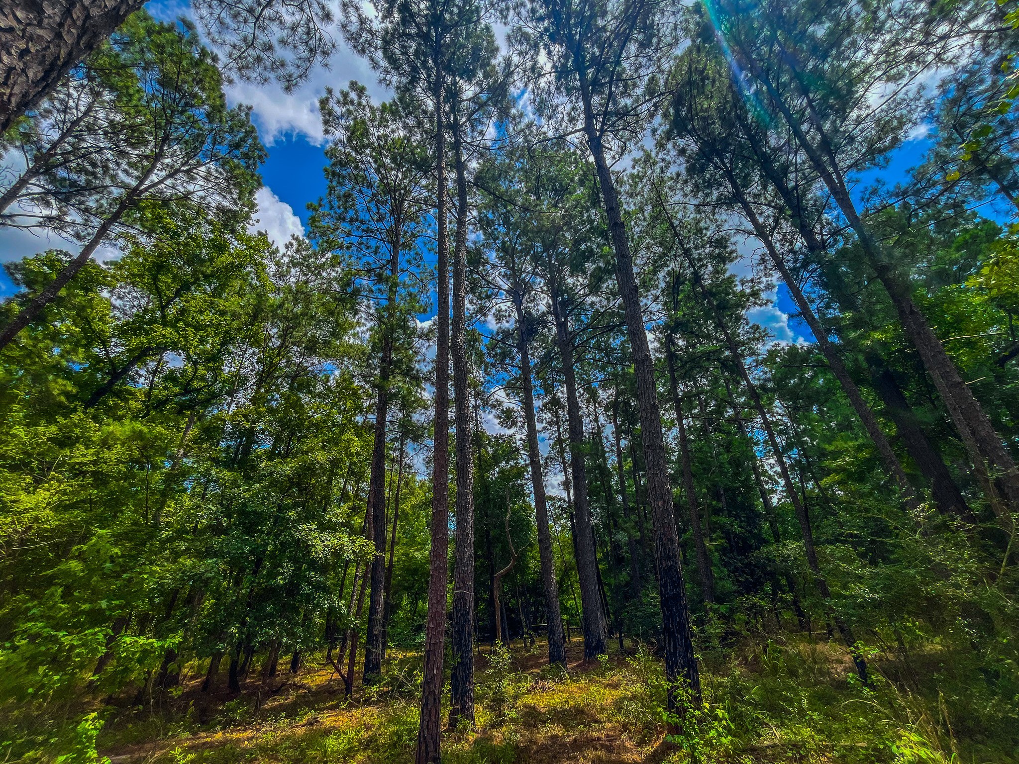 Tbd County Road 1906 Jacksonville TX 75766
