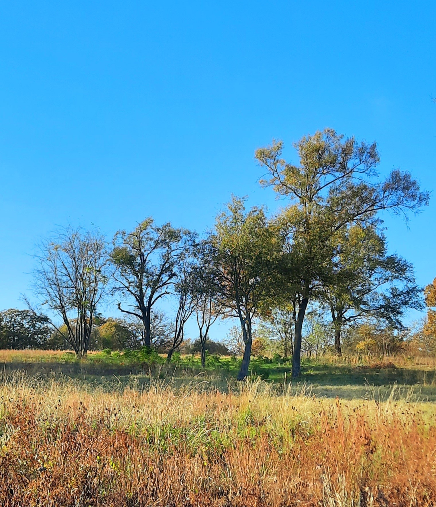 Lot 8 Private Road 7327 Emory TX 75440