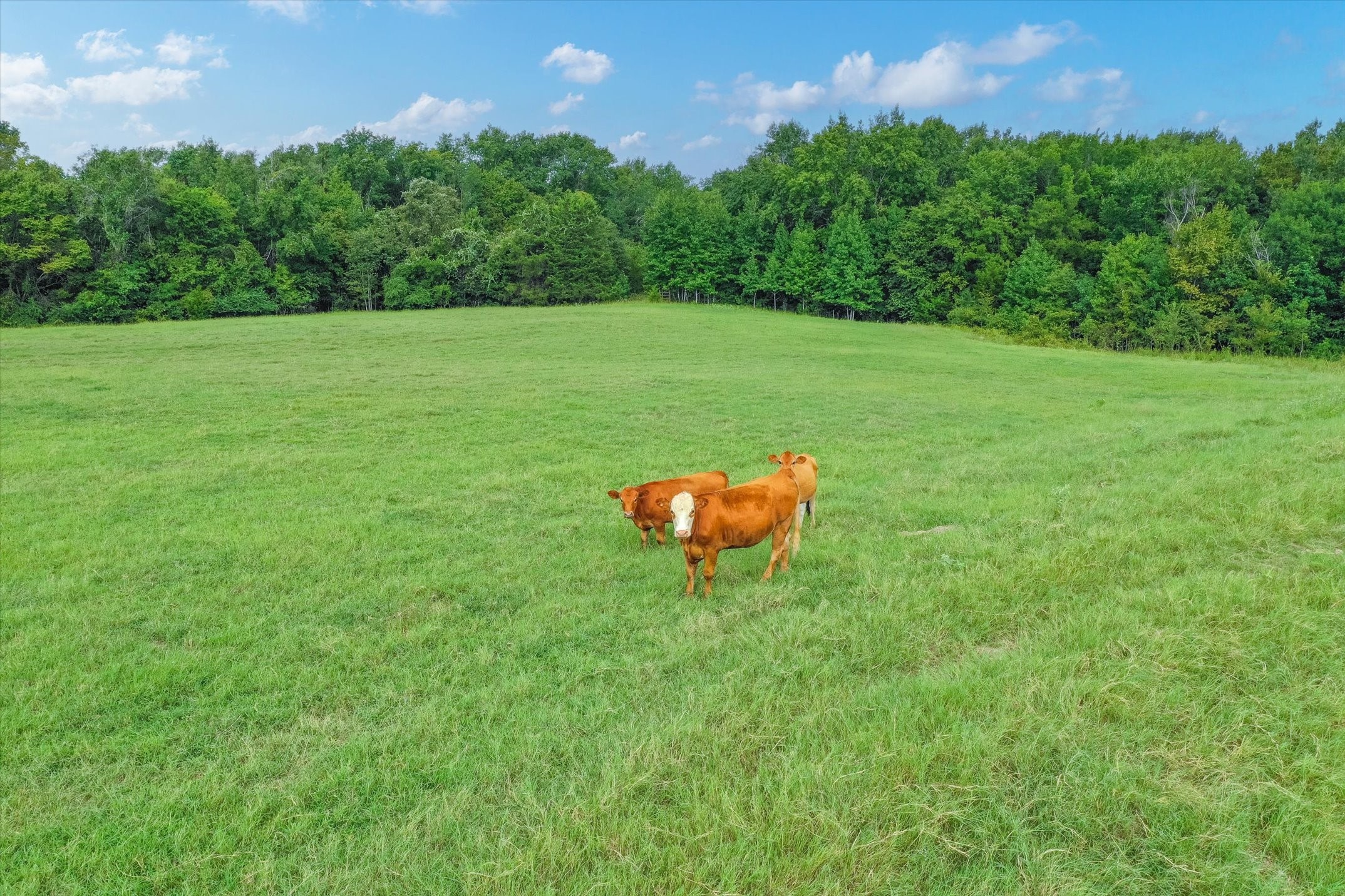 100 (+/-) Acres Fm 773 Grand Saline TX 75140