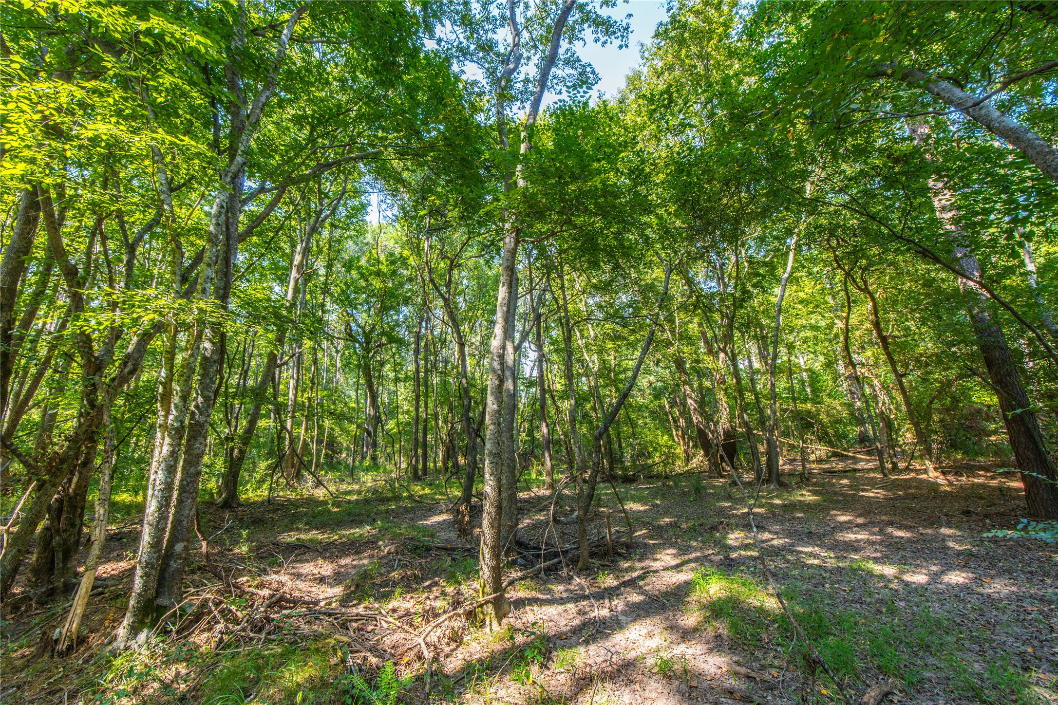 Tract 8 County Road 4221 Frankston TX 75763