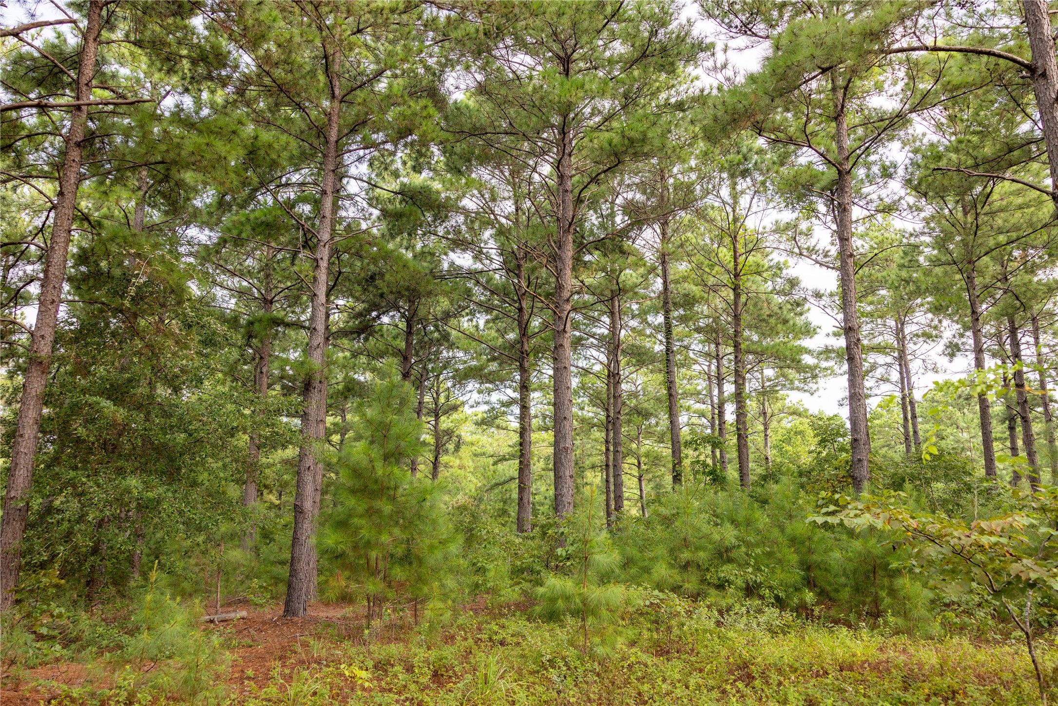 Tract 8 County Road 4221 Frankston TX 75763