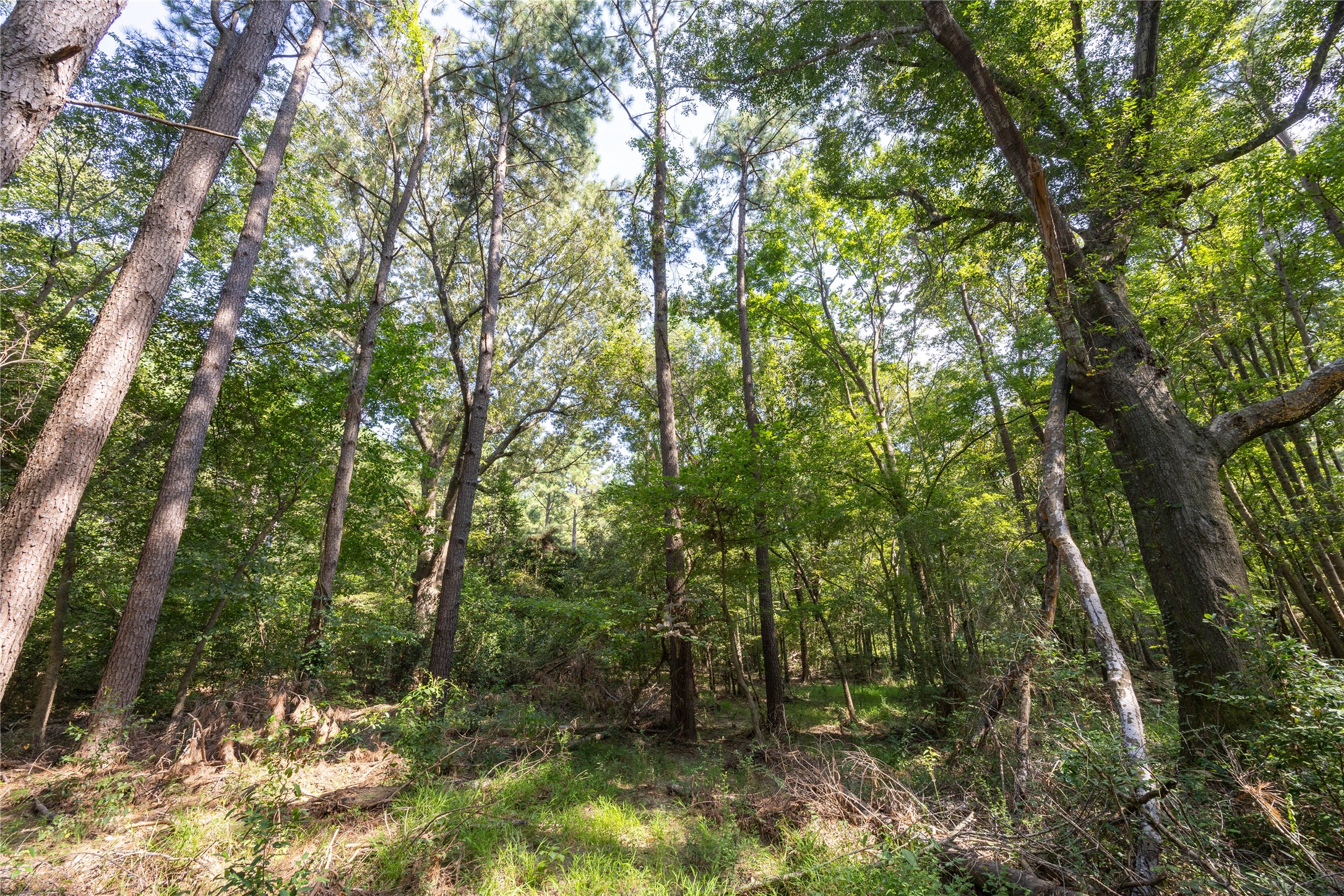 Tract 8 County Road 4221 Frankston TX 75763