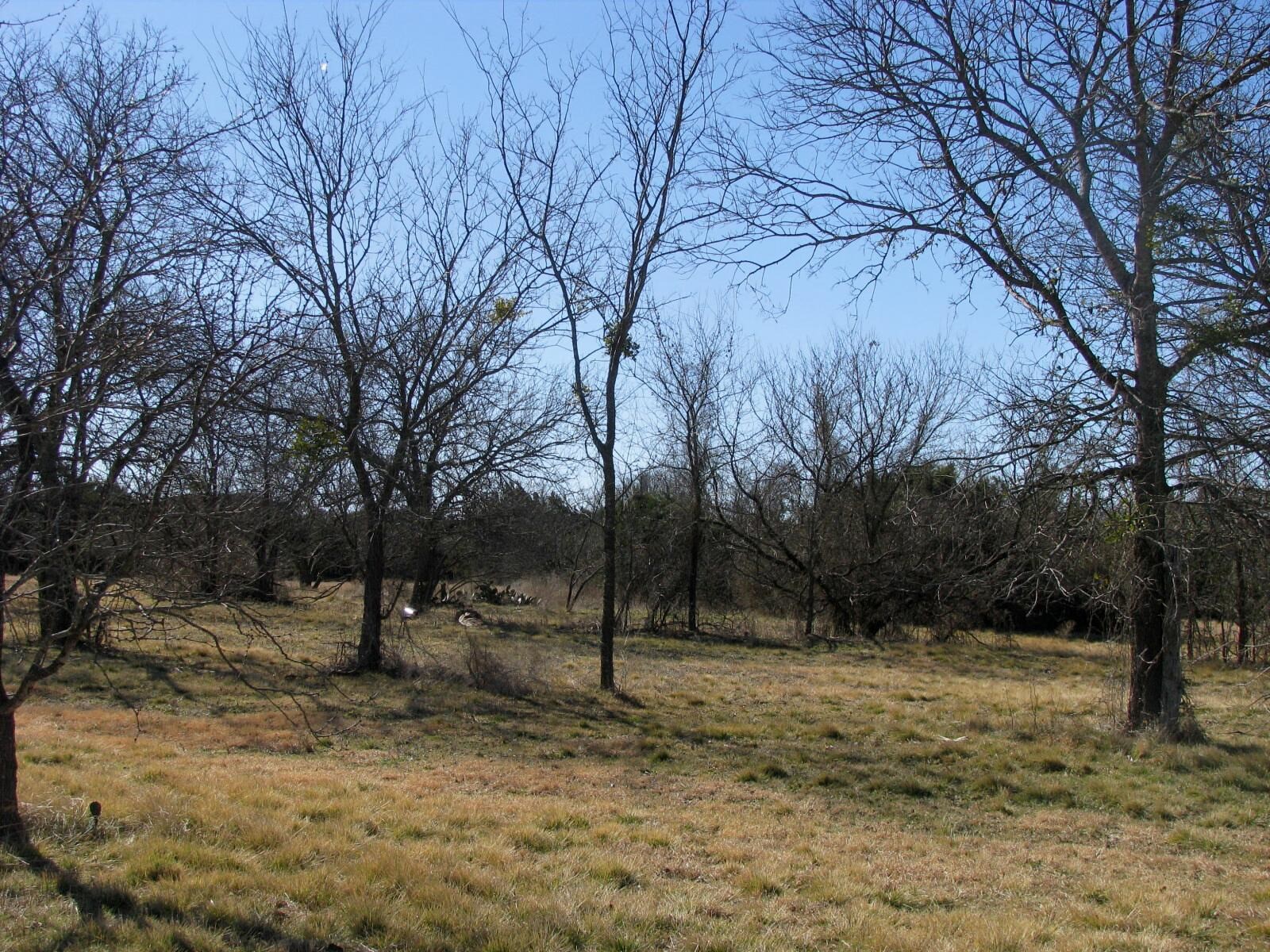 Tbd Lot 4 Old Pidcoke Road Gatesville TX 76528