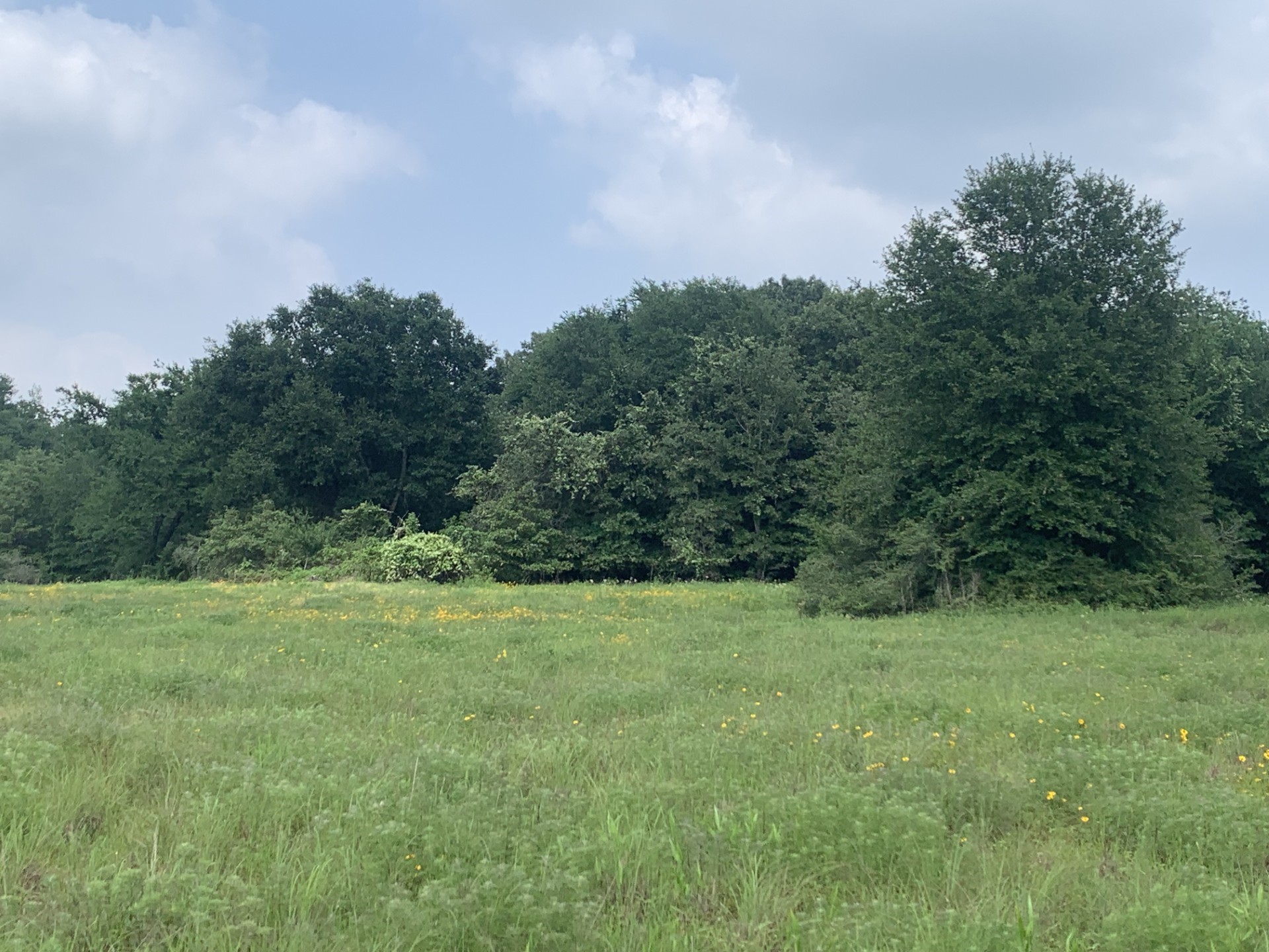 Tbd Cr 381 Oakwood TX 75855