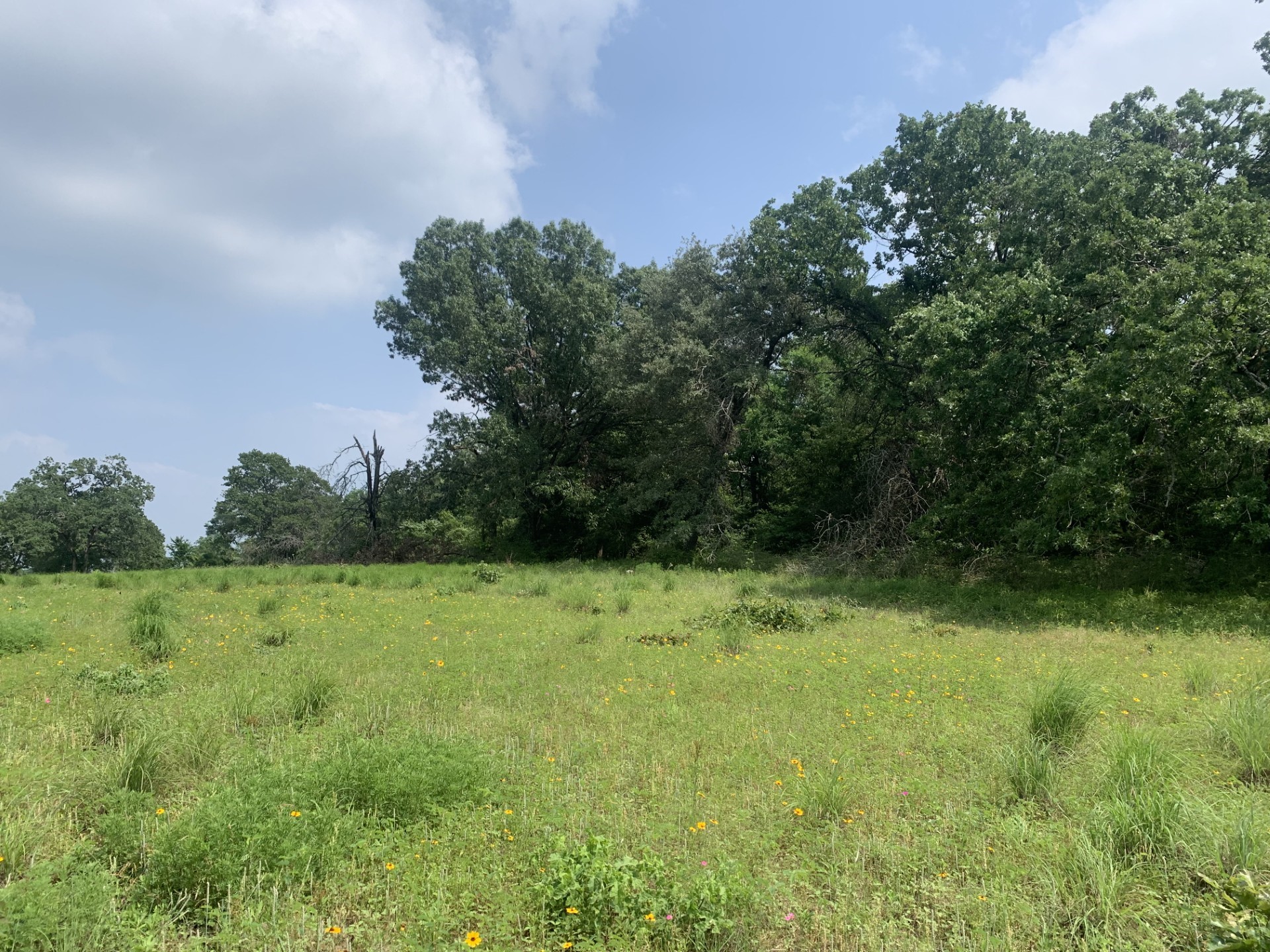 Tbd Cr 381 Oakwood TX 75855