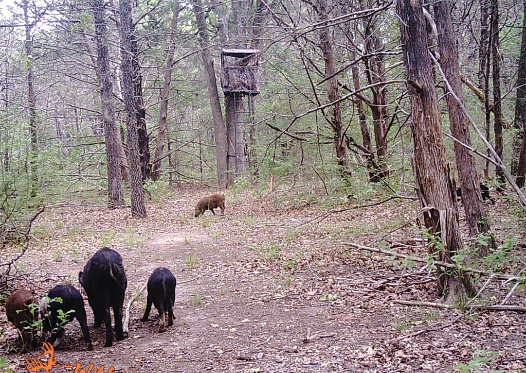 000 SW 3070 Road Purdon TX 76679