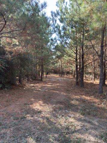 Tbd-a Boggy Road Waskom TX 75692