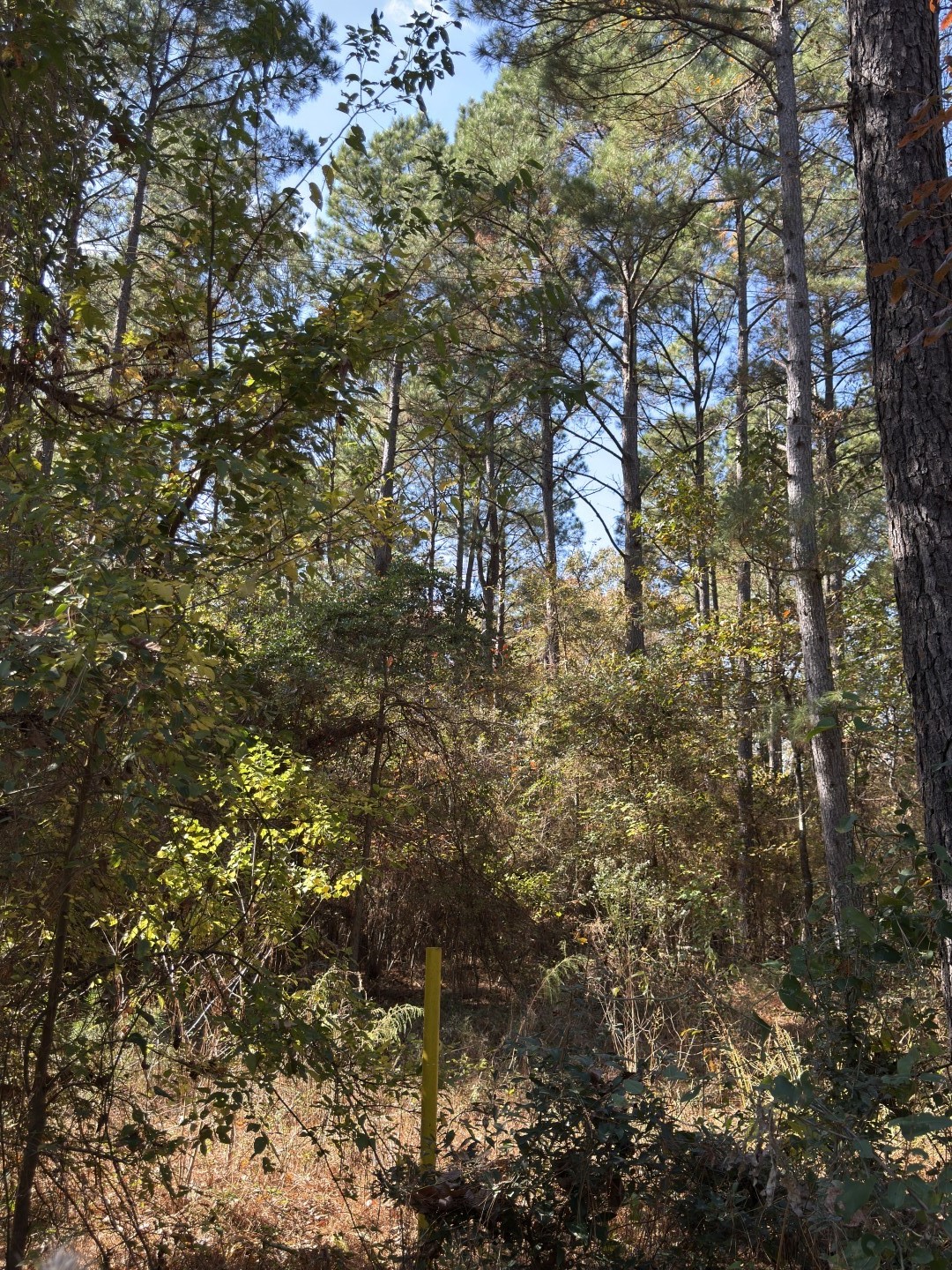 Tbd-a Boggy Road Waskom TX 75692