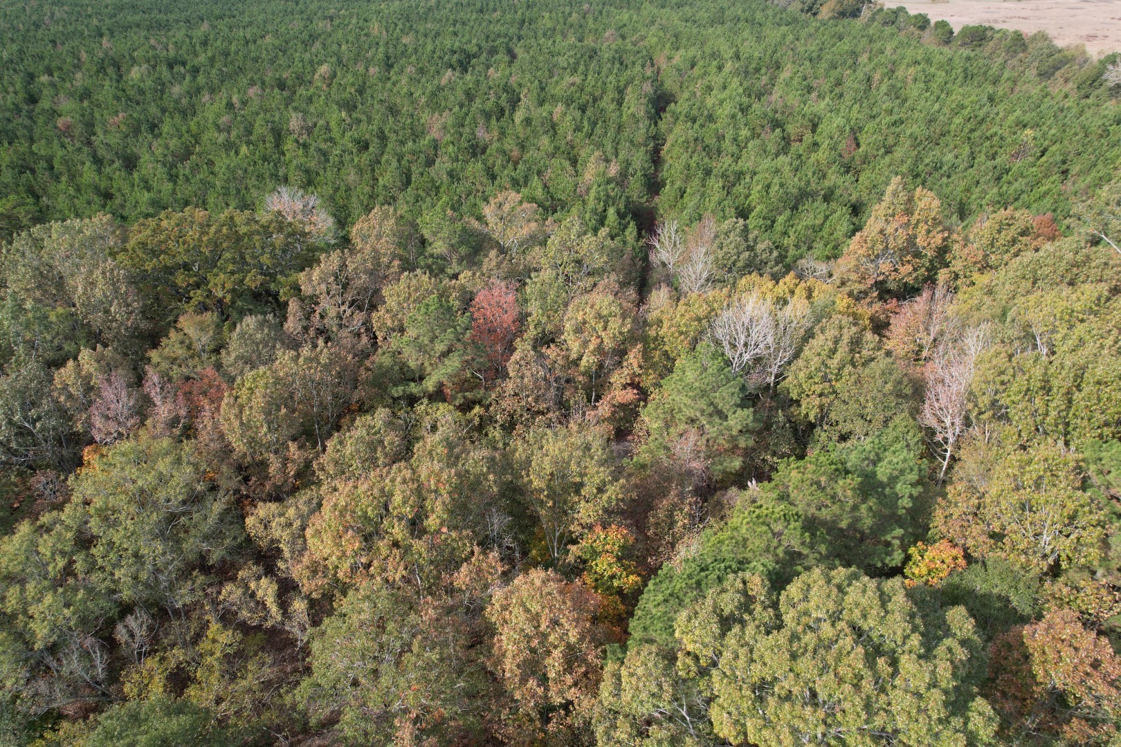 Tbd-a Boggy Road Waskom TX 75692