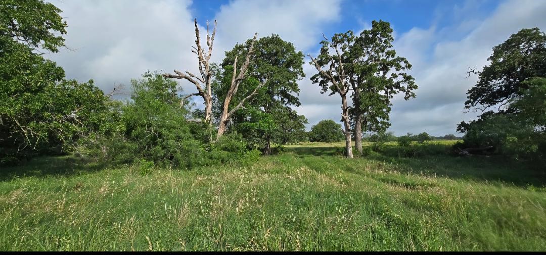 Tbd George Wachel Road Road Bremond TX 76629