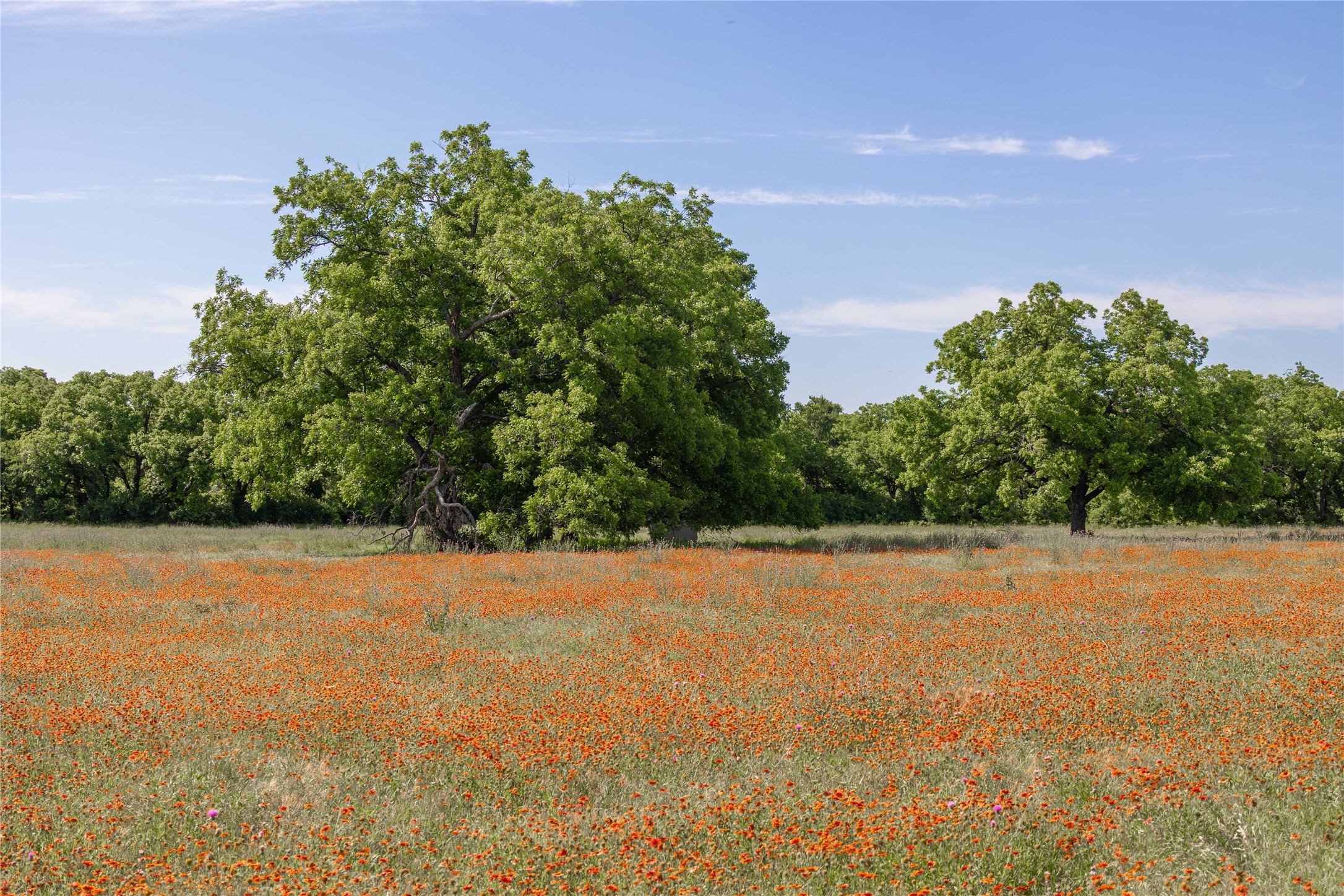 92.195 Acres Tbd County Road 434 De Leon TX 76446