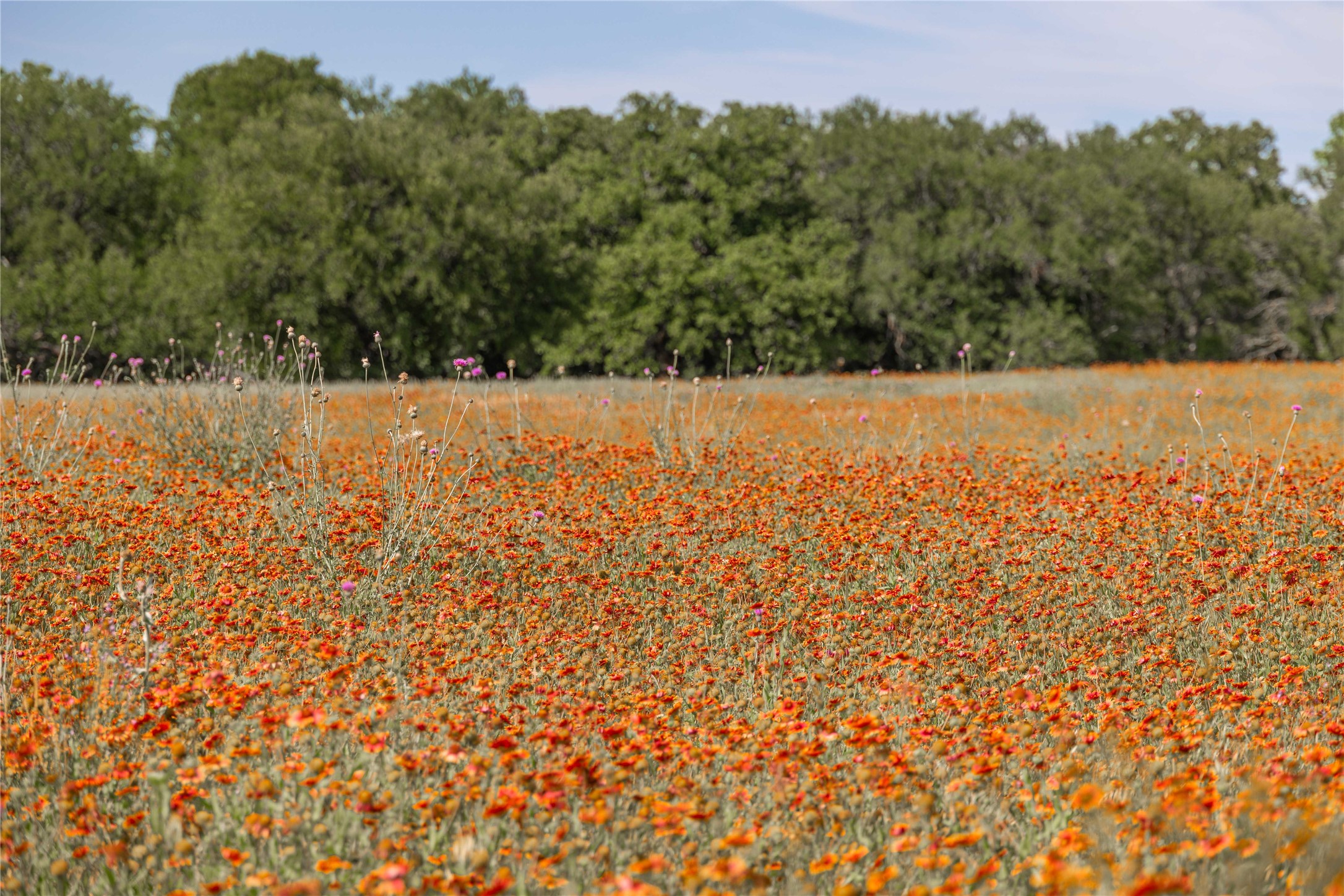 92.195 Acres Tbd County Road 434 De Leon TX 76446