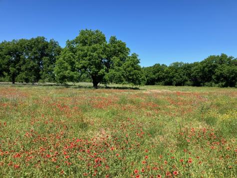 92.195 Acres Tbd County Road 434 De Leon TX 76446