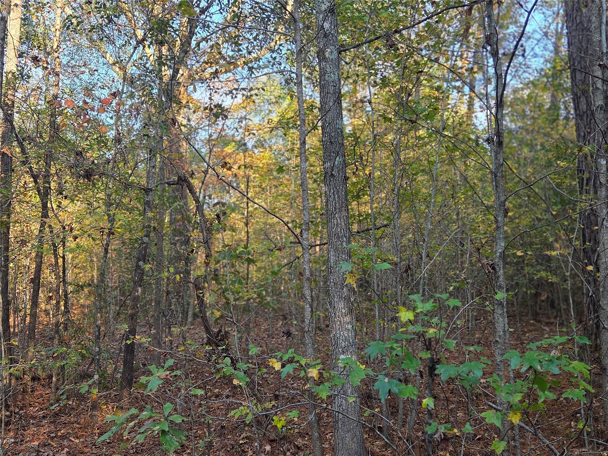 3 Acres Tbd County Road 3117 Clarksville TX 75426
