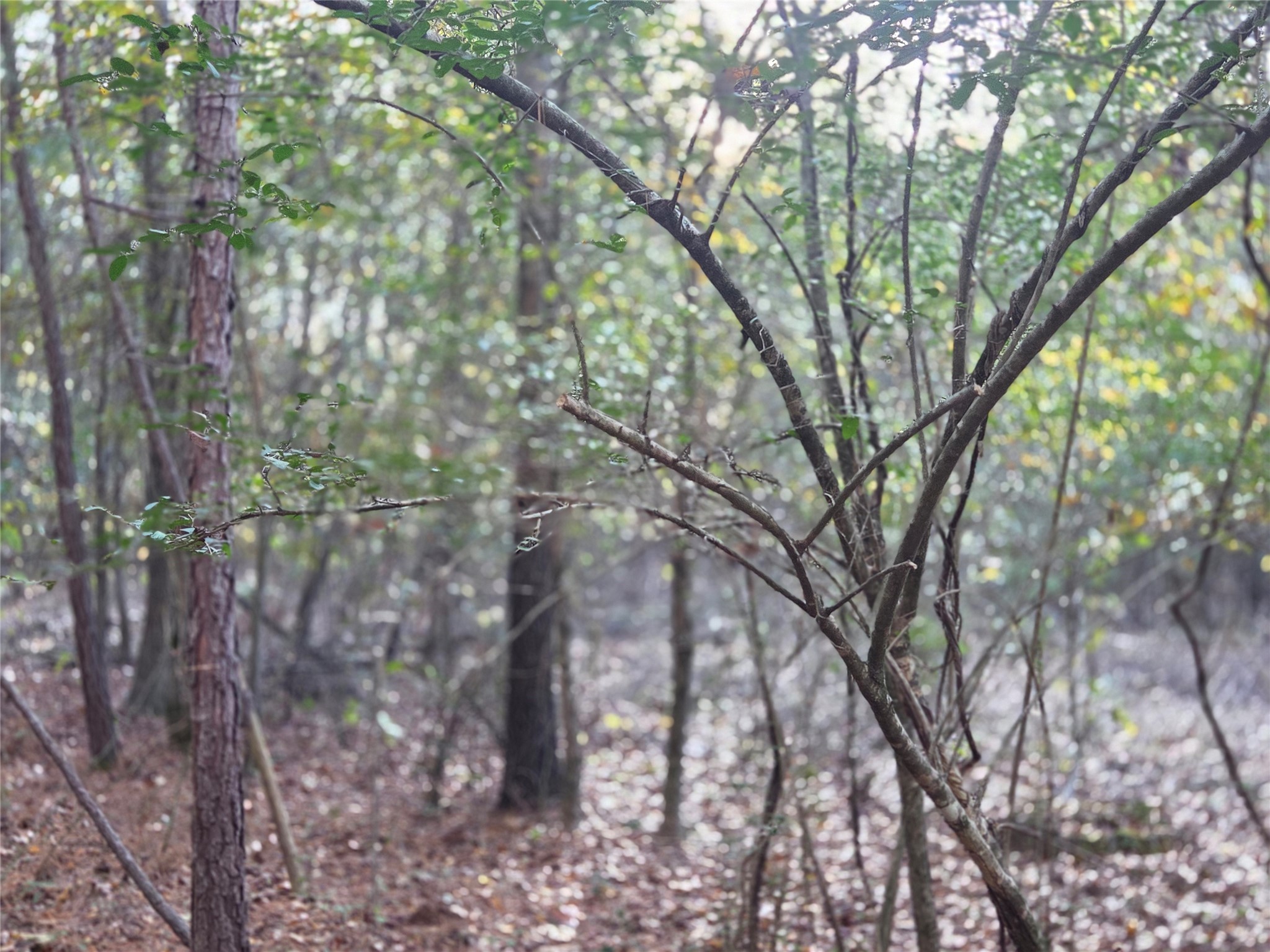 3 Acres Tbd County Road 3117 Clarksville TX 75426