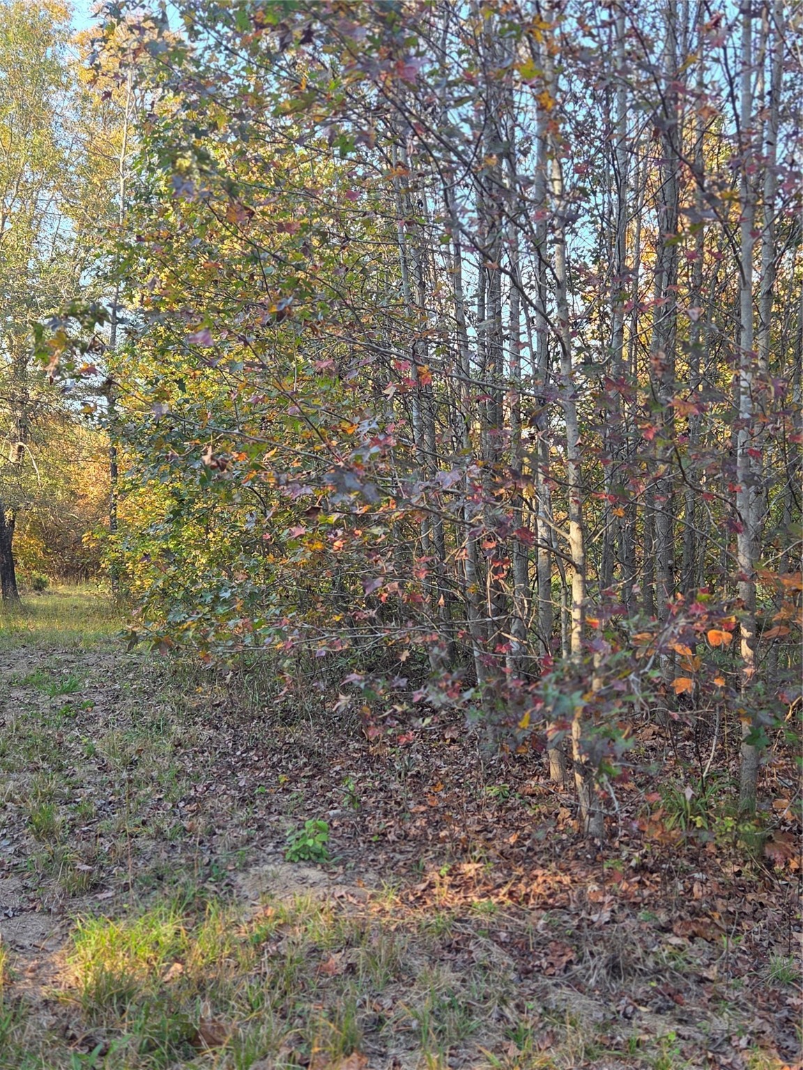 3 Acres Tbd County Road 3117 Clarksville TX 75426