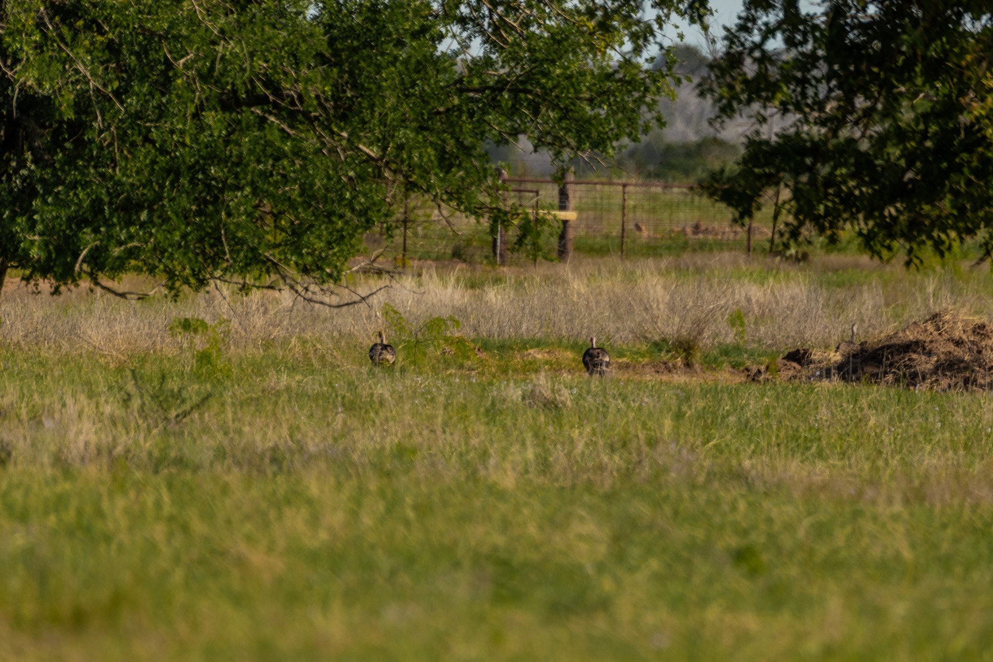 Tbd C.r. 132 Coleman TX 76834