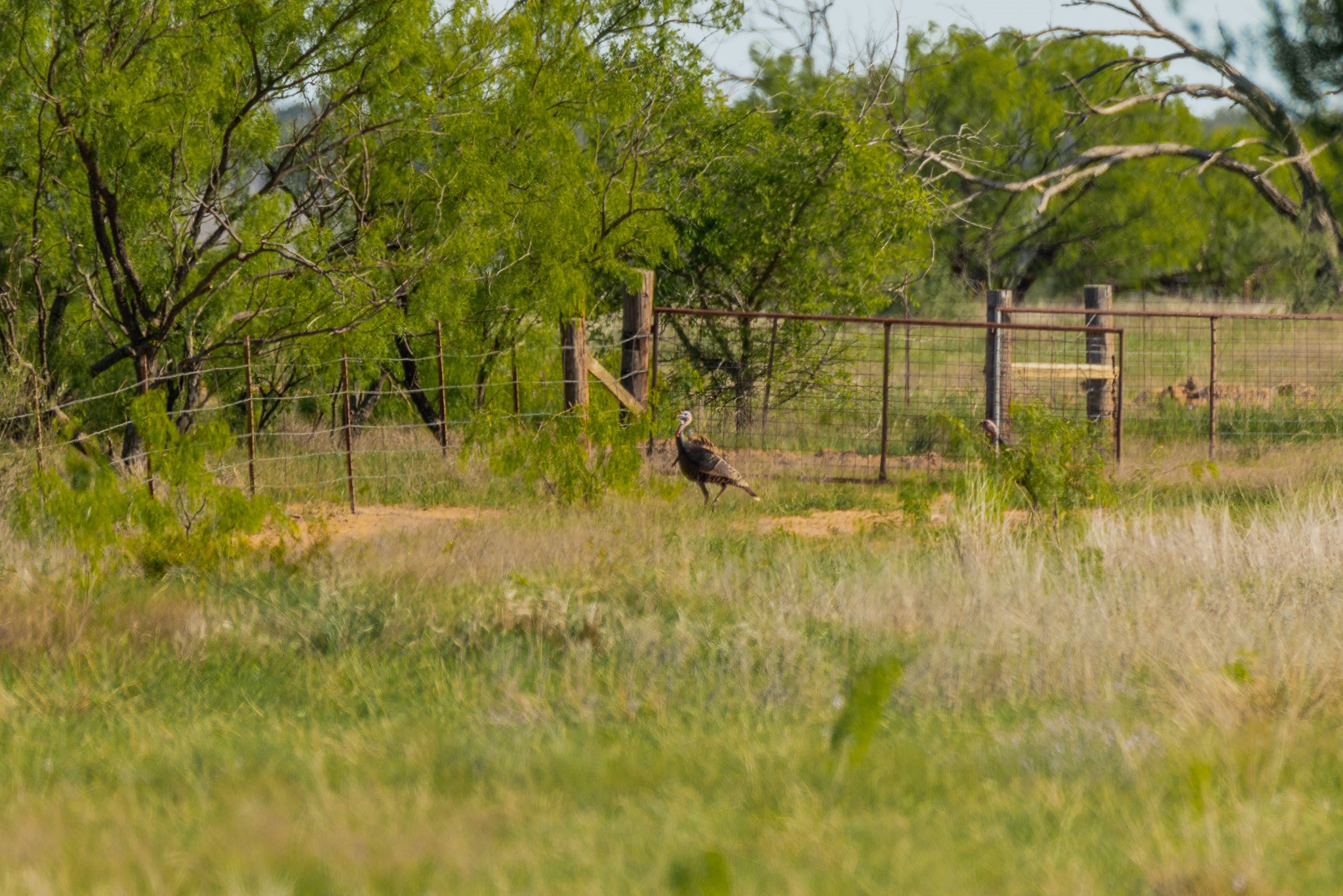 Tbd C.r. 132 Coleman TX 76834