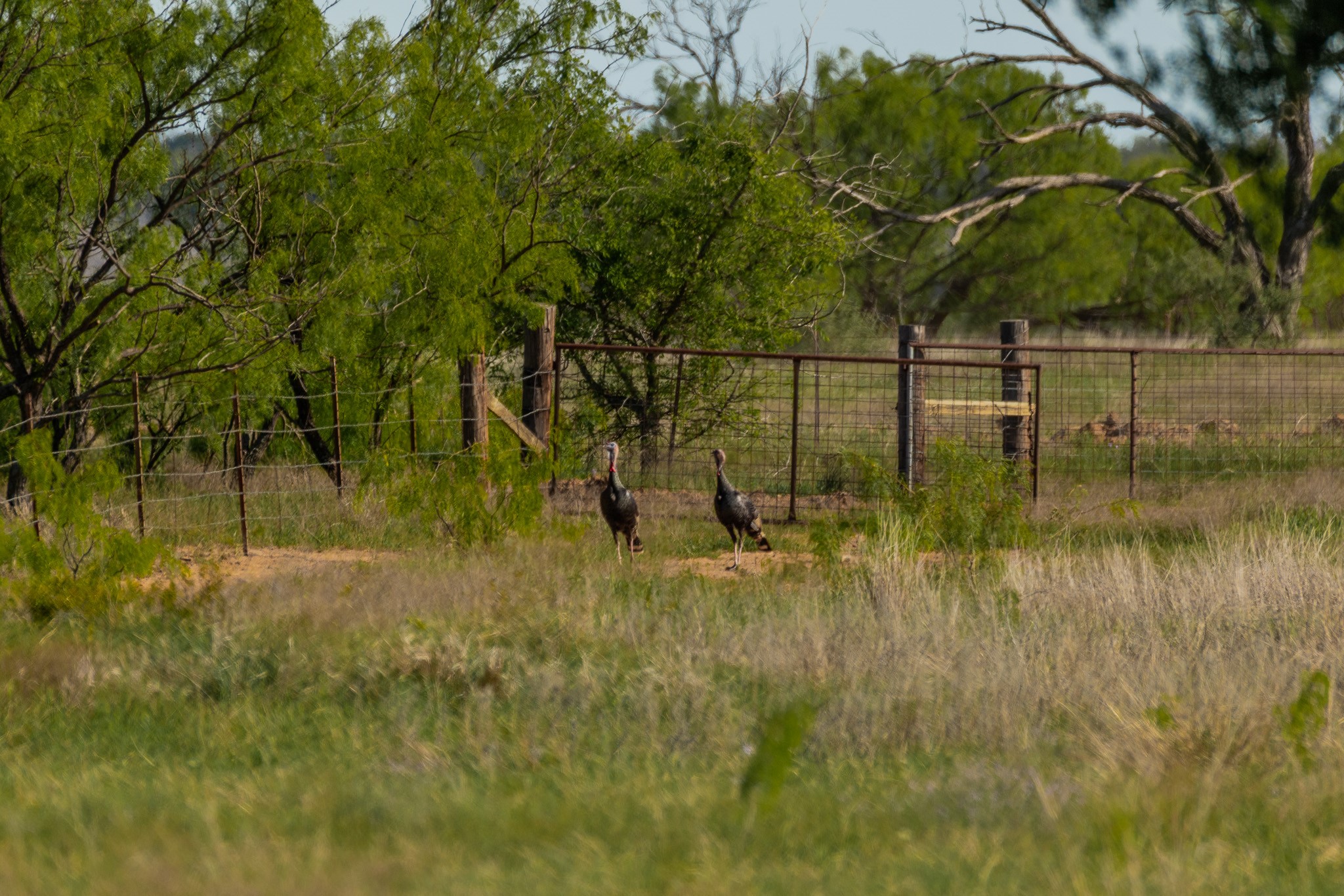 Tbd C.r. 132 Coleman TX 76834