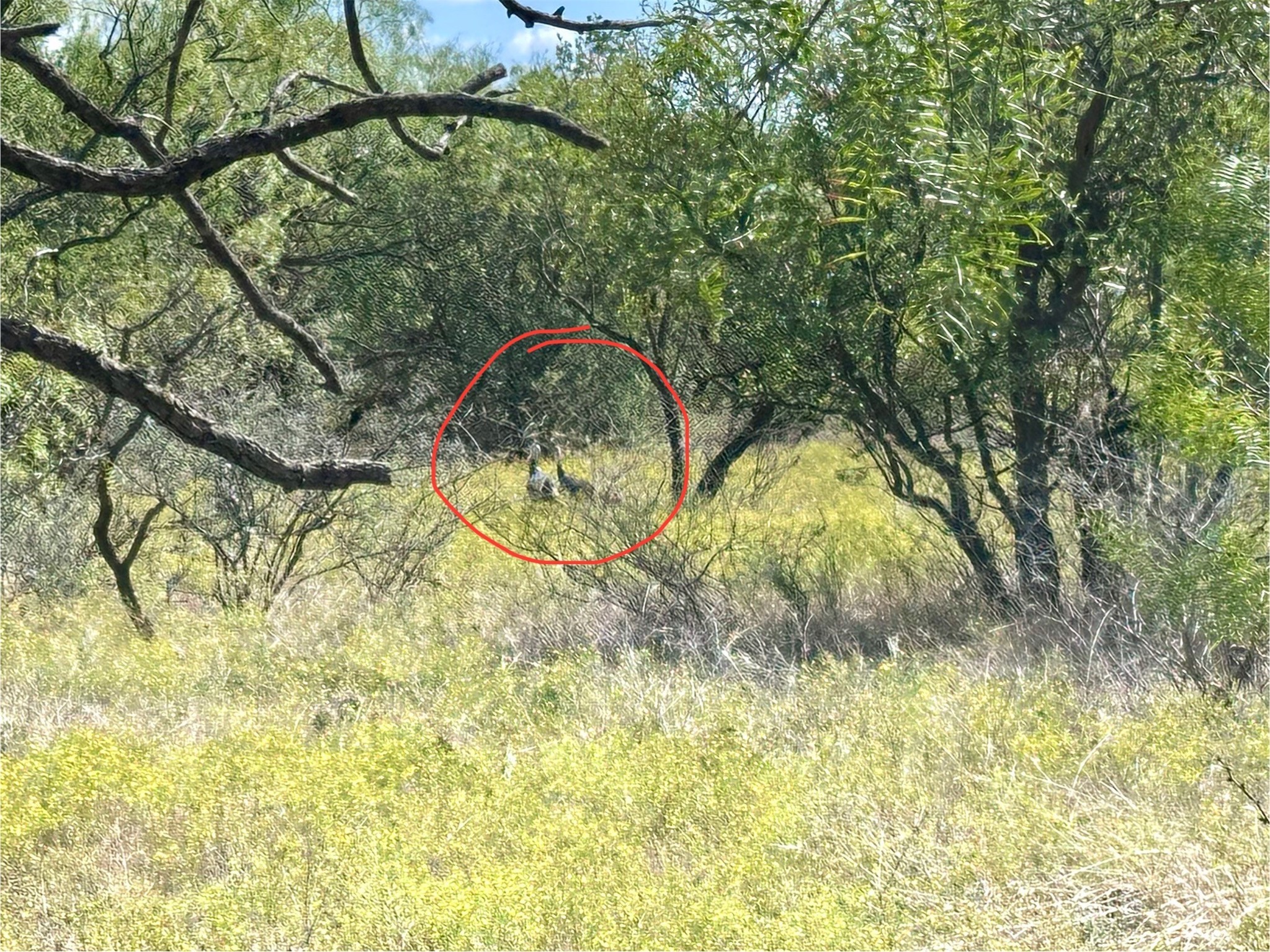 Tbd Tba Cnty Road 100 Abilene TX 79601