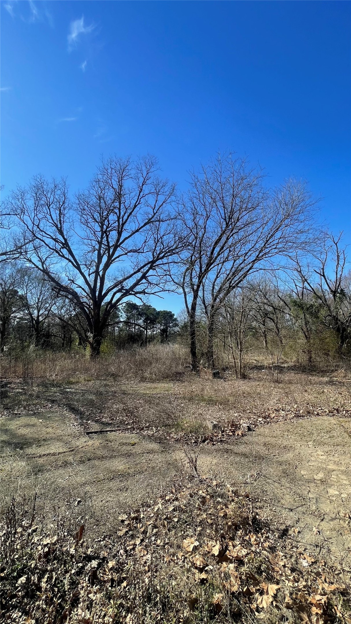 Tbd County Road 1223 Daingerfield TX 75638