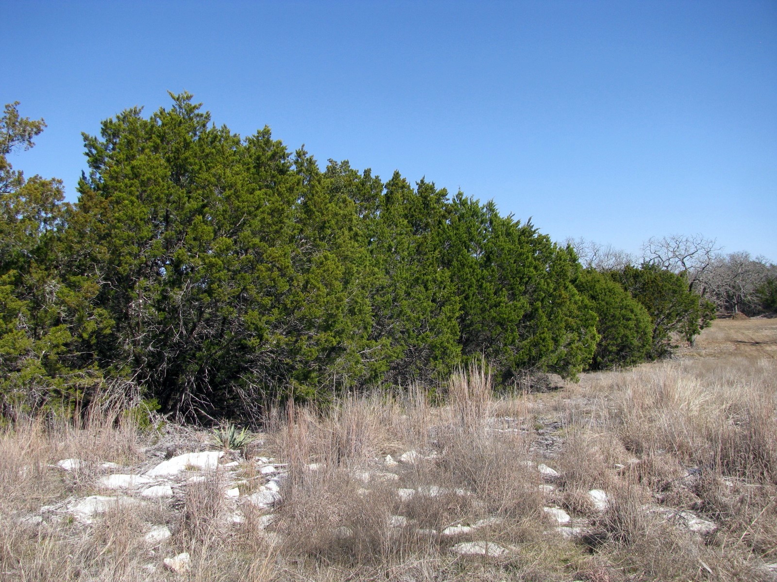 Lot 39 Ph 6 Private Road 42103 Evant TX 76525
