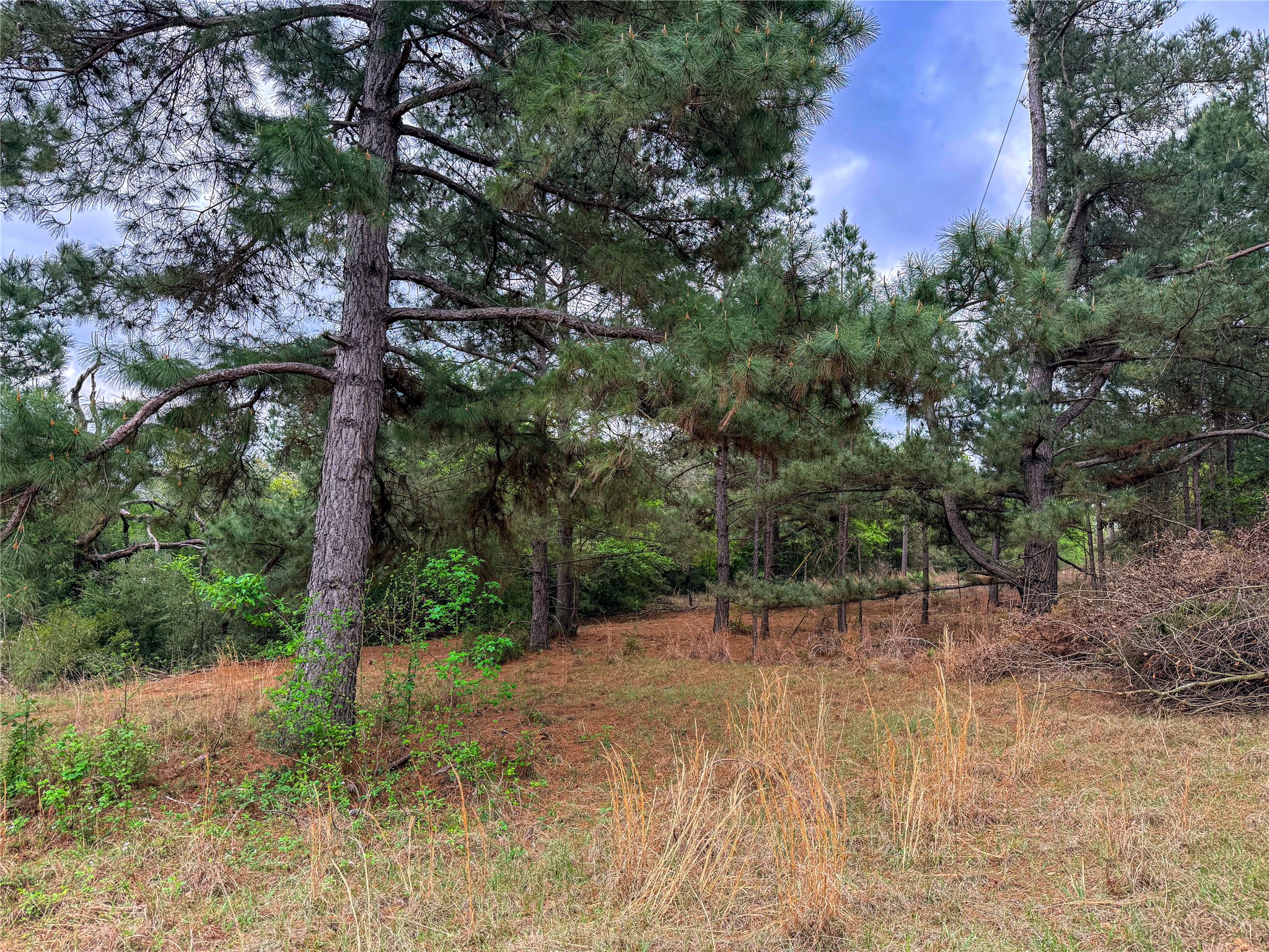 325 Fcr 261 Oakwood TX 75855