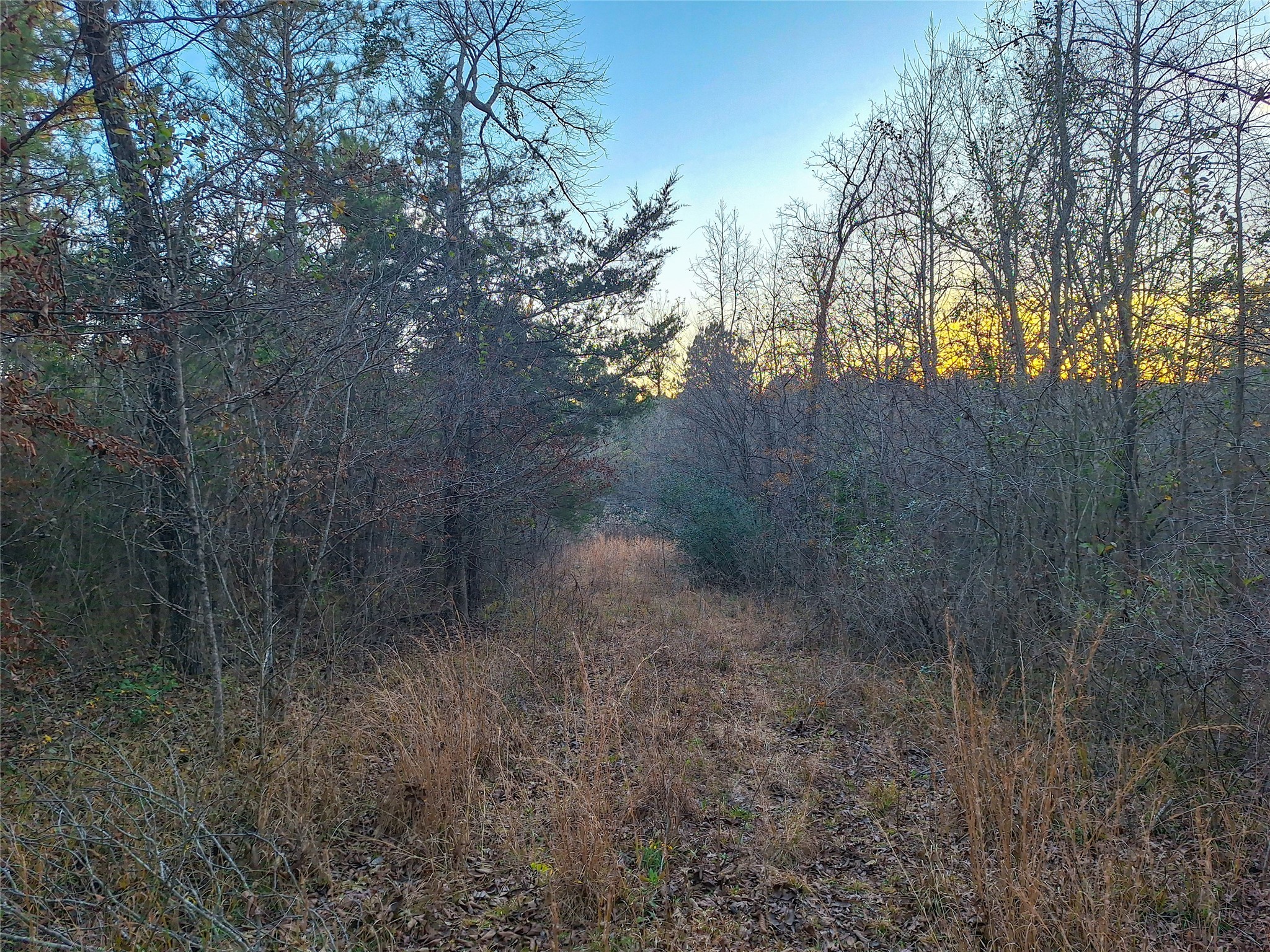 Tbd County Road 2920 Hughes Springs TX 75656