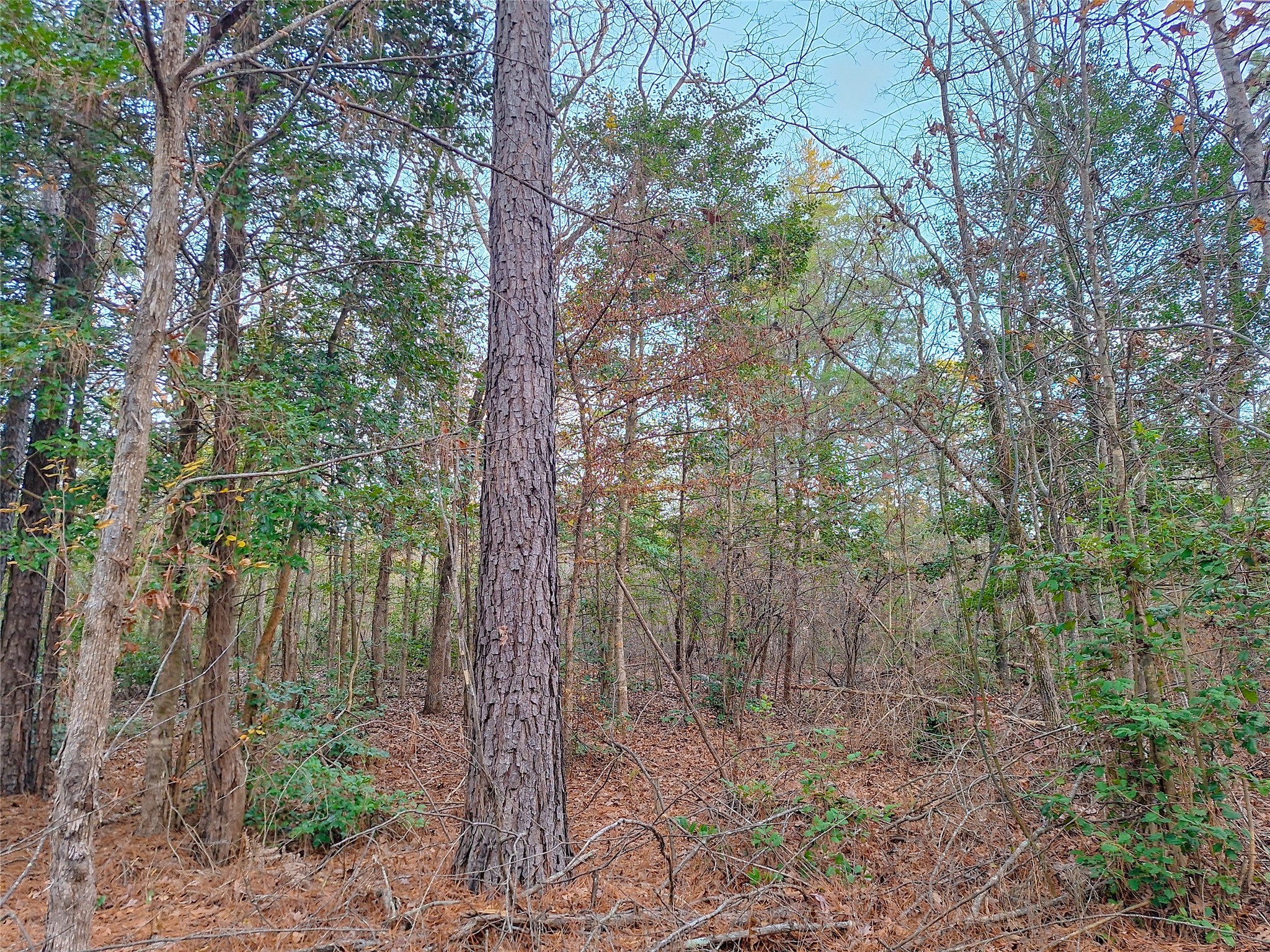 Tbd County Road 2920 Hughes Springs TX 75656
