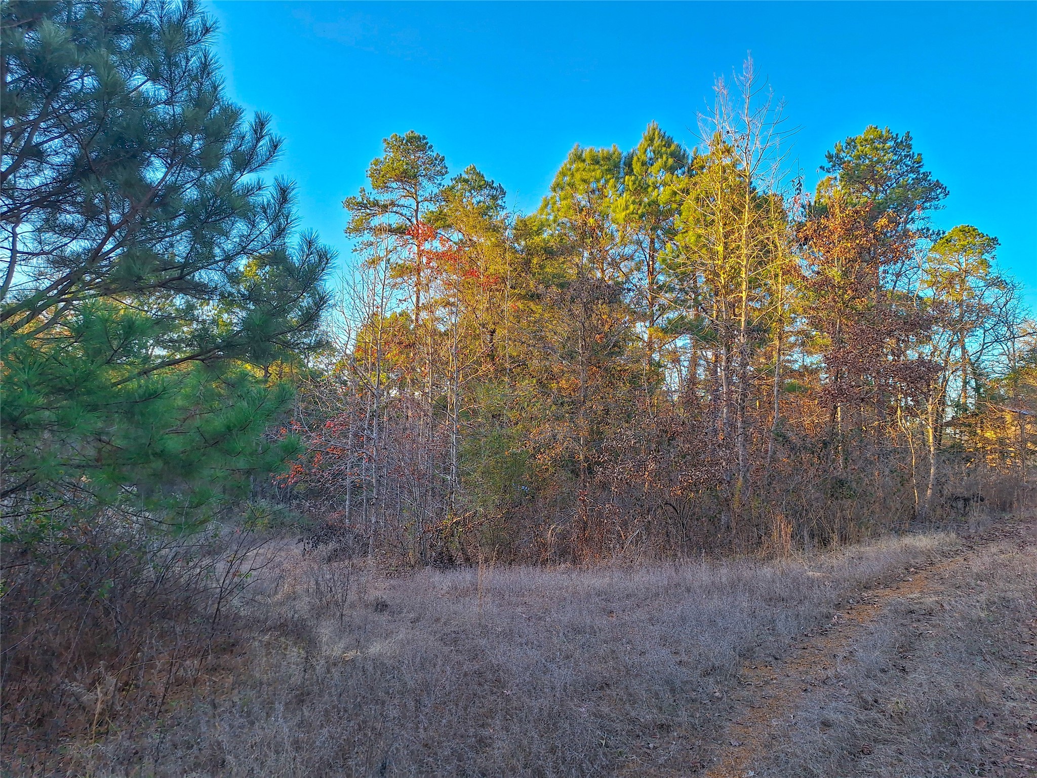 Tbd County Road 2920 Hughes Springs TX 75656