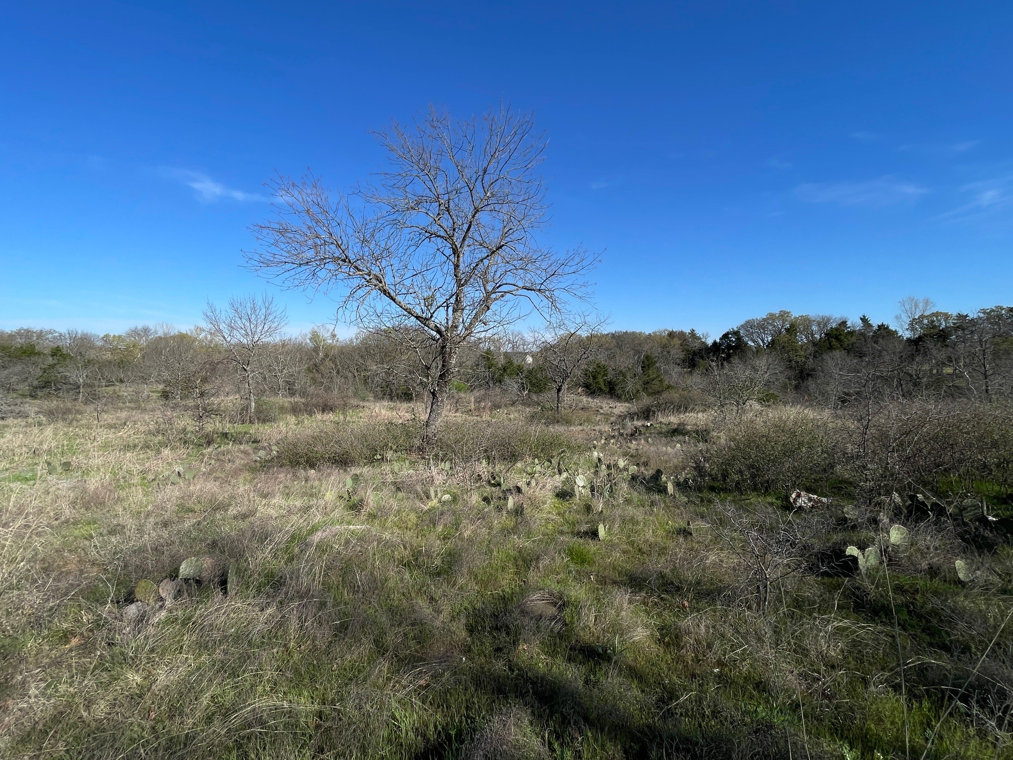 343 Palmilla Drive Gordonville TX 76245