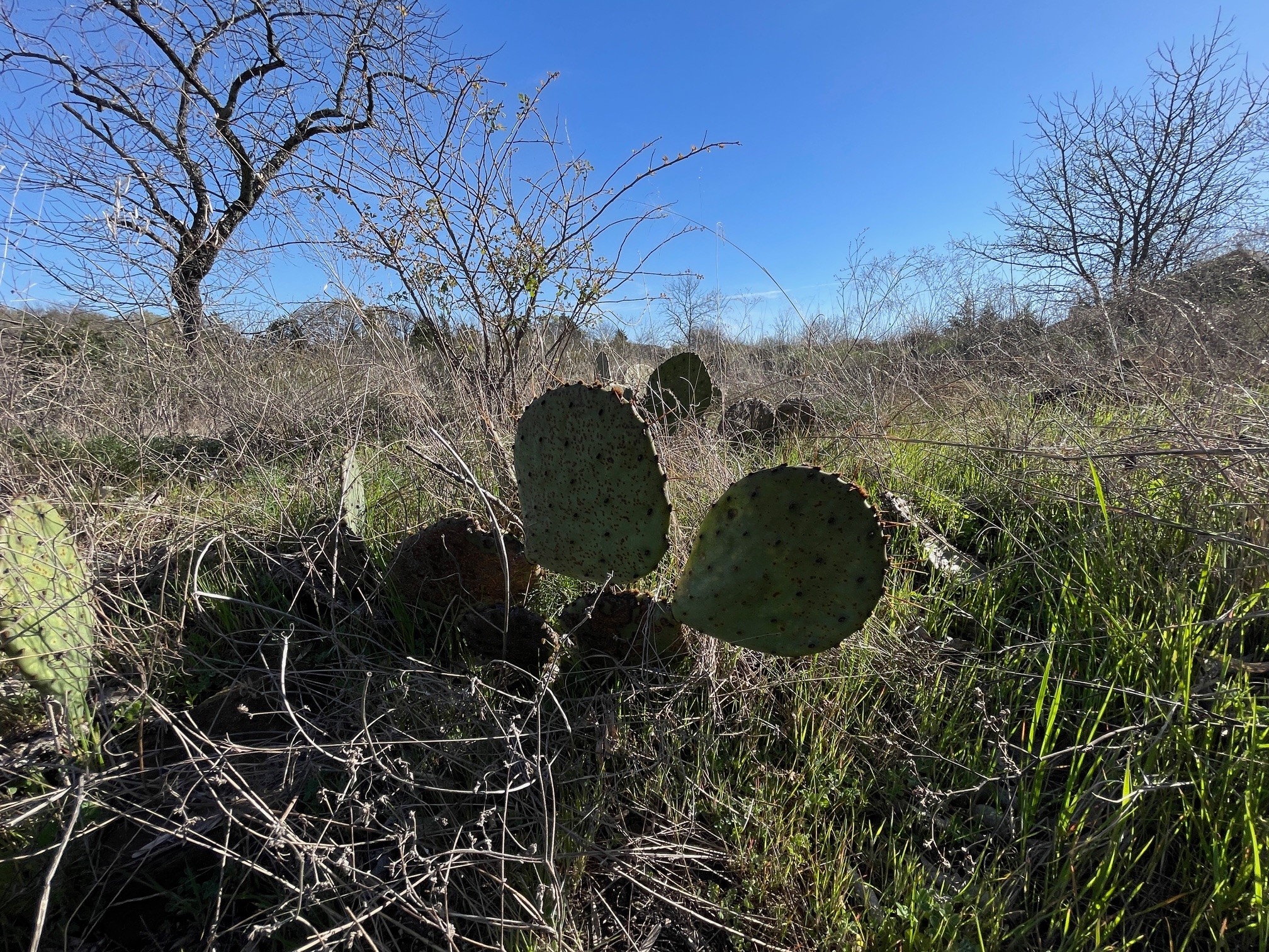343 Palmilla Drive Gordonville TX 76245