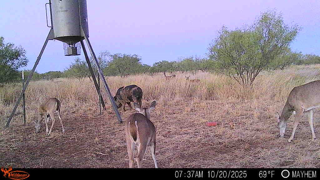Tbd 158.50 Acres Trent TX 79561