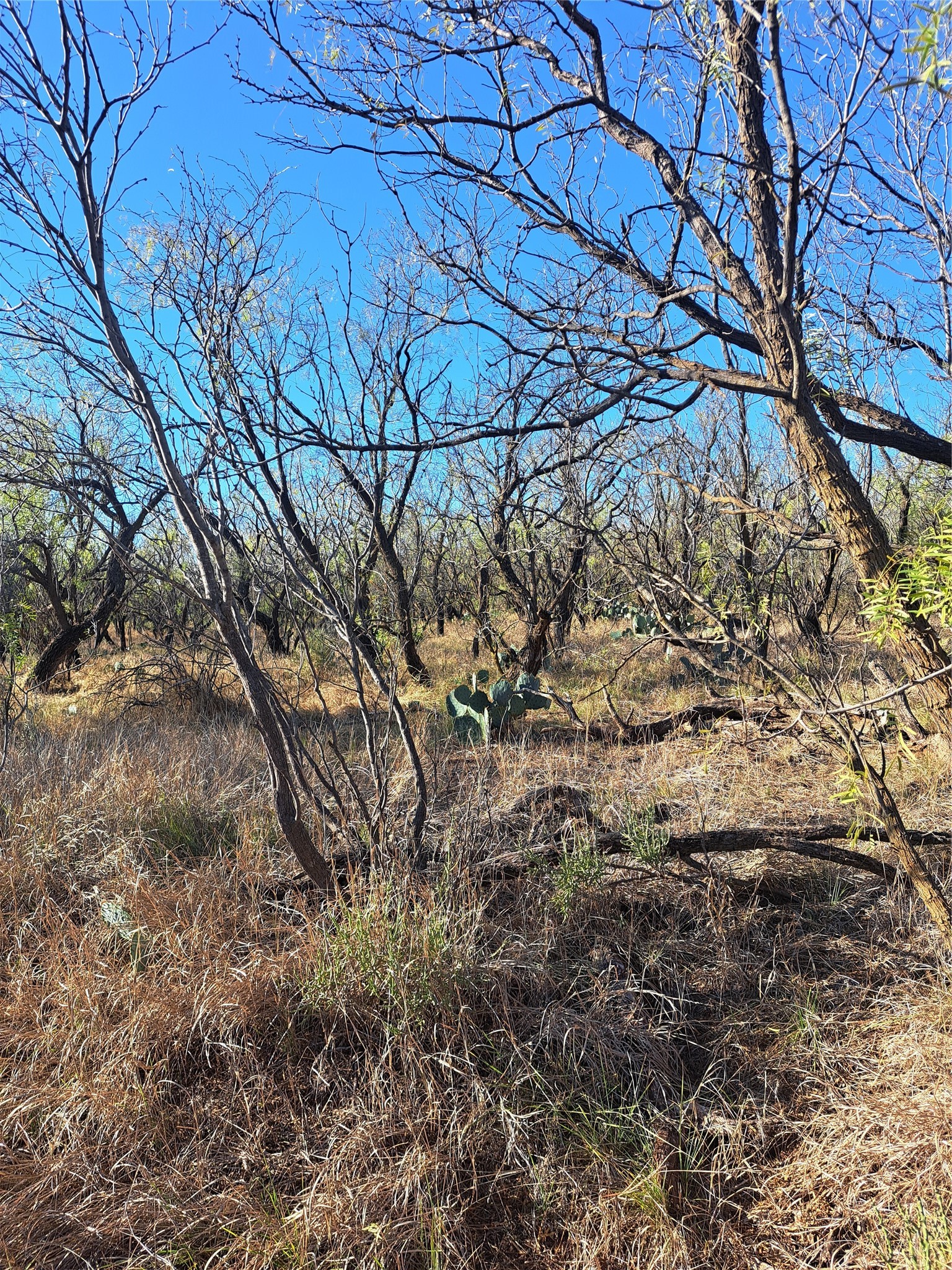 Tbd 158.50 Acres Trent TX 79561