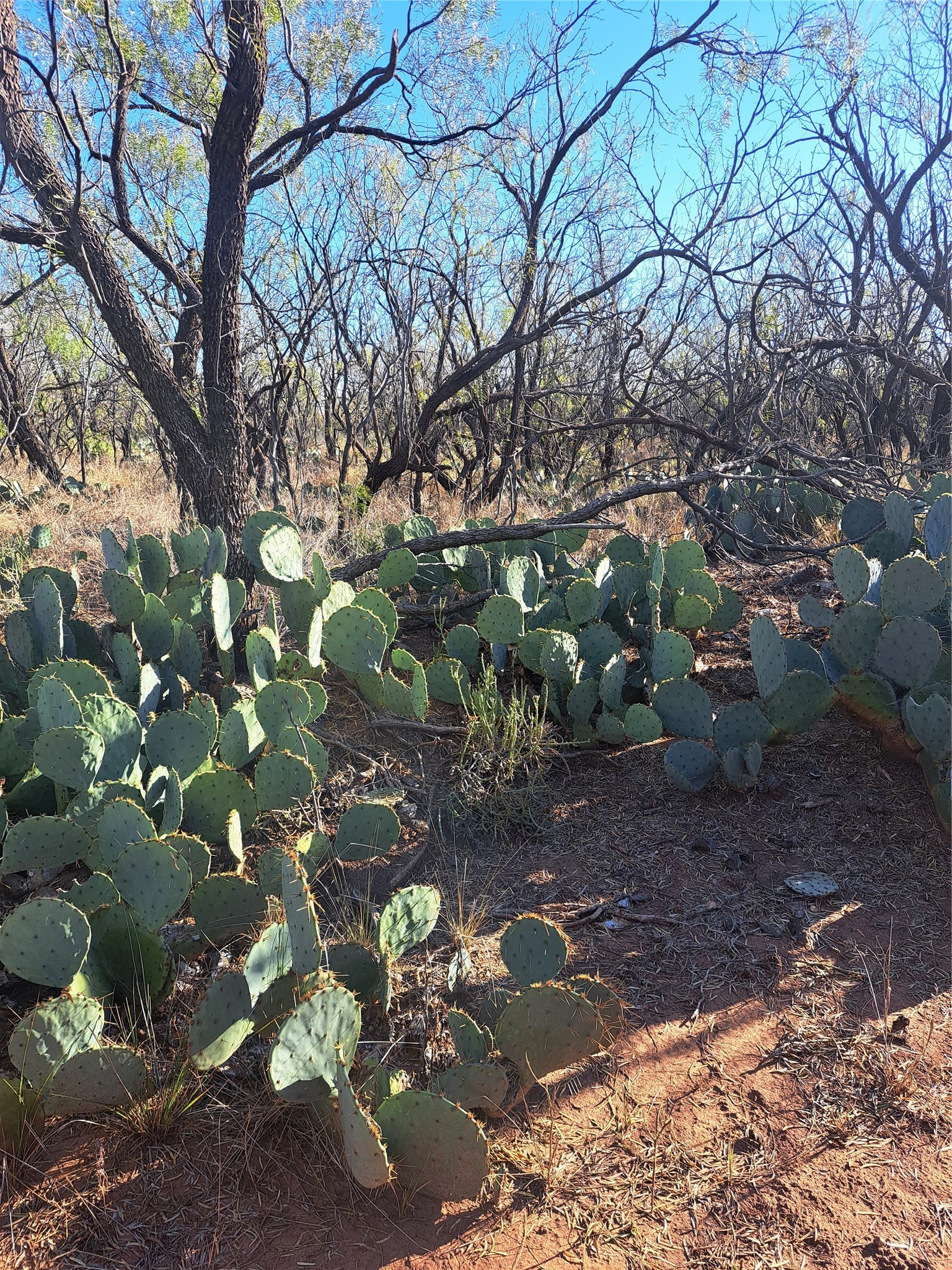 Tbd 158.50 Acres Trent TX 79561