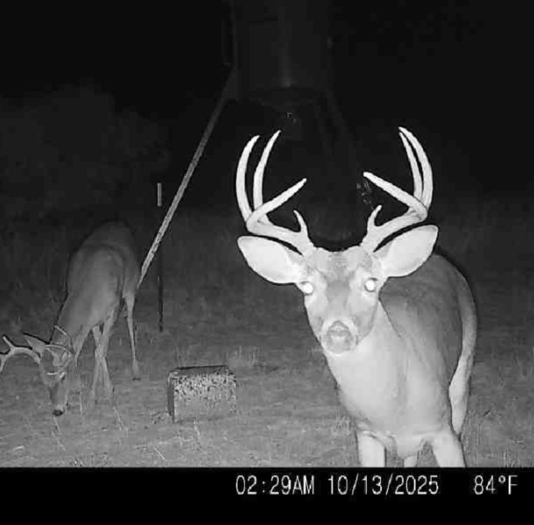 Tbd 158.50 Acres Trent TX 79561