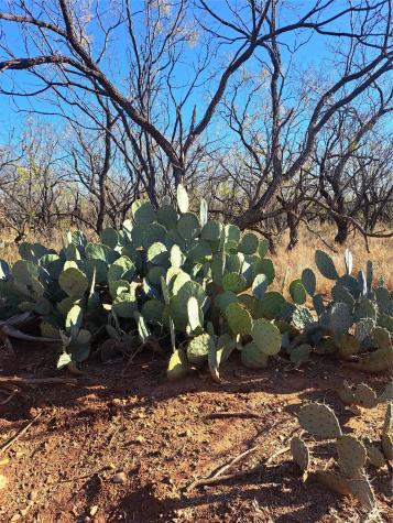 Tbd 158.50 Acres Trent TX 79561