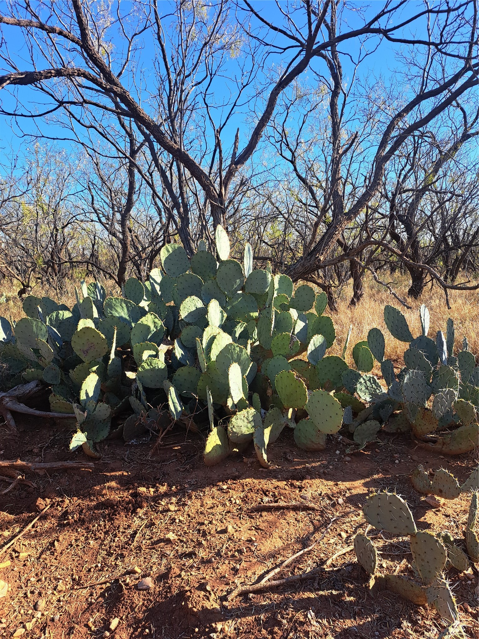 Tbd 158.50 Acres Trent TX 79561