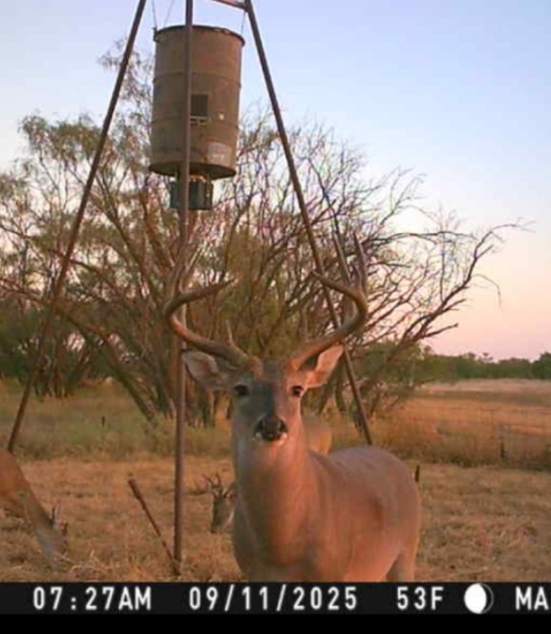 Tbd 158.50 Acres Trent TX 79561