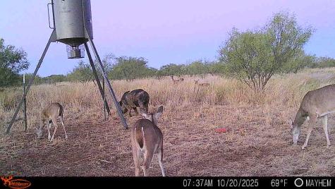 Tbd 158.50 Acres Trent TX 79561