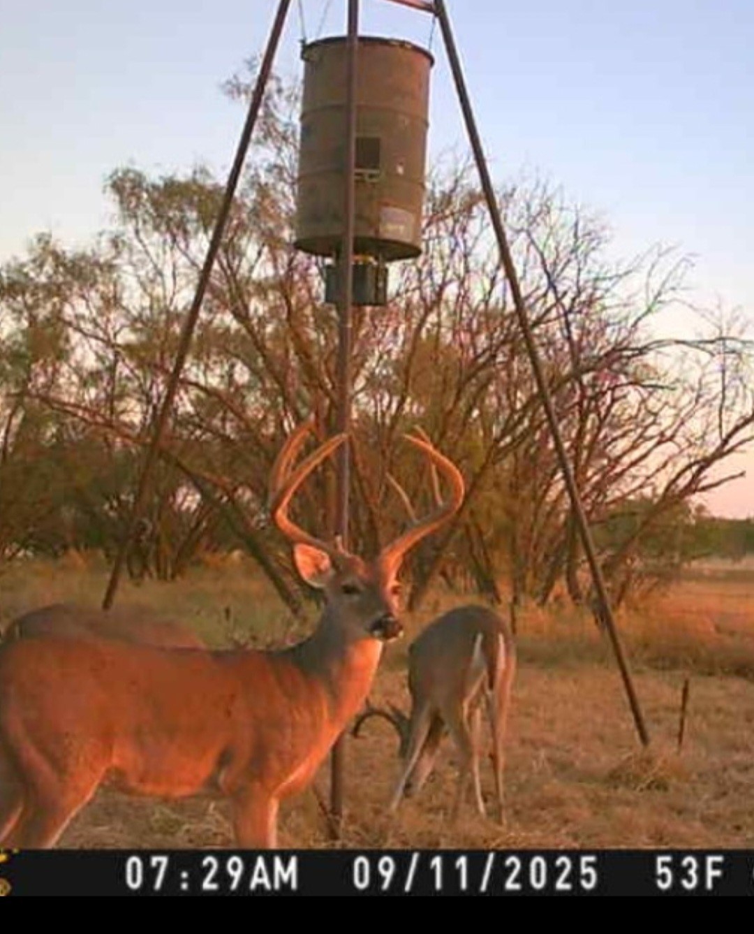 Tbd 158.50 Acres Trent TX 79561