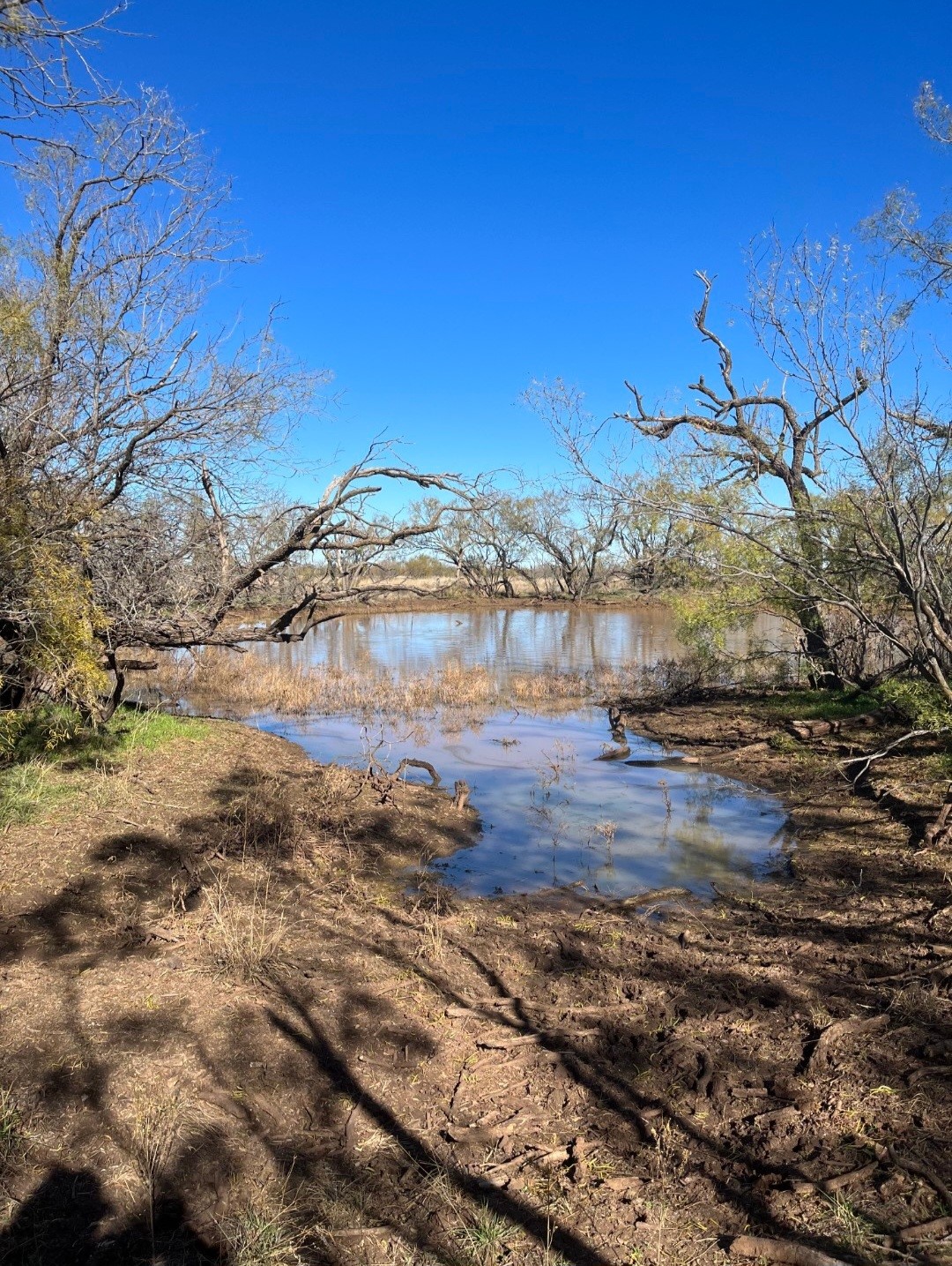 Tbd 158.50 Acres Trent TX 79561