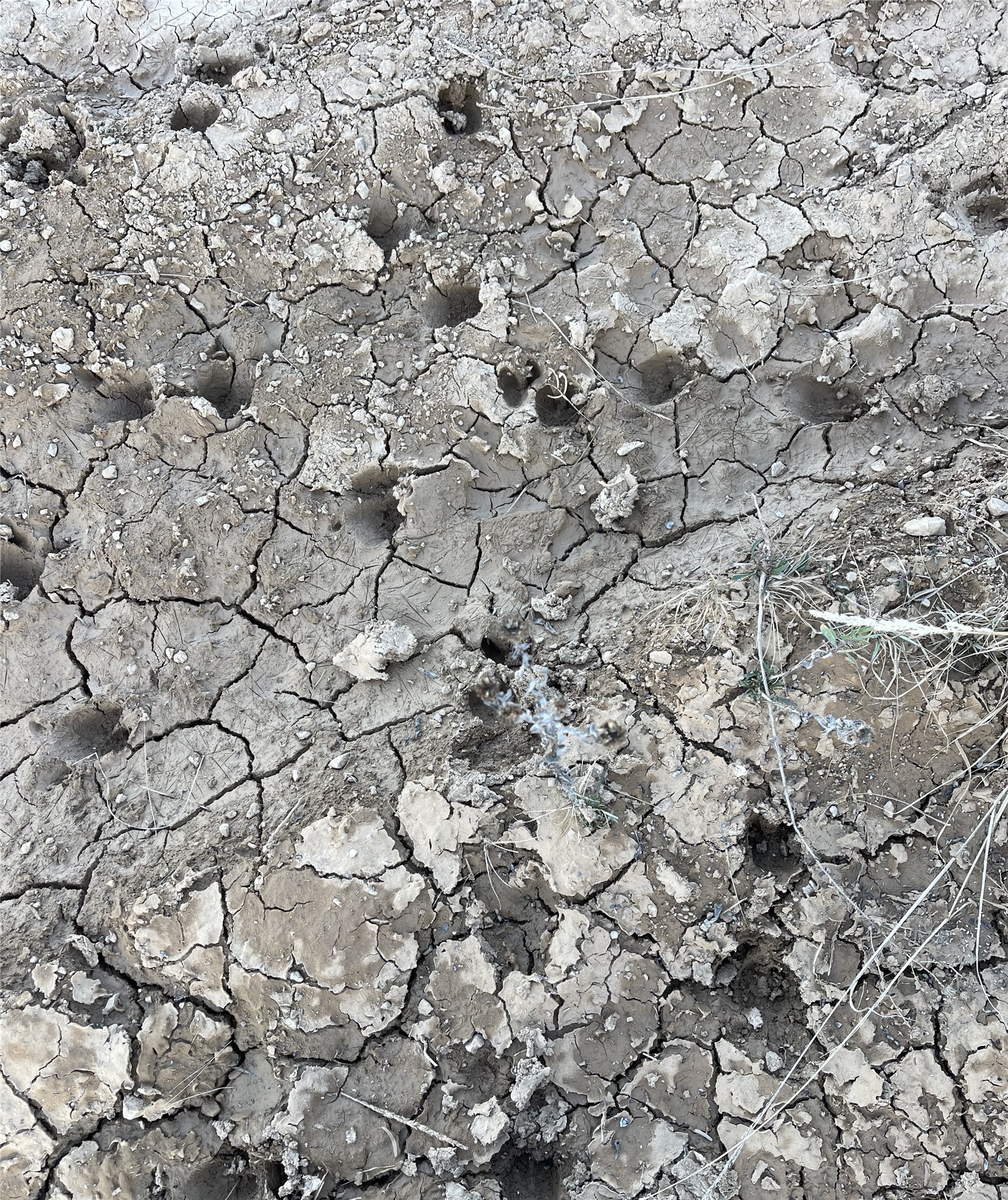 Tbd Oilfield Road Jacksboro TX 76458