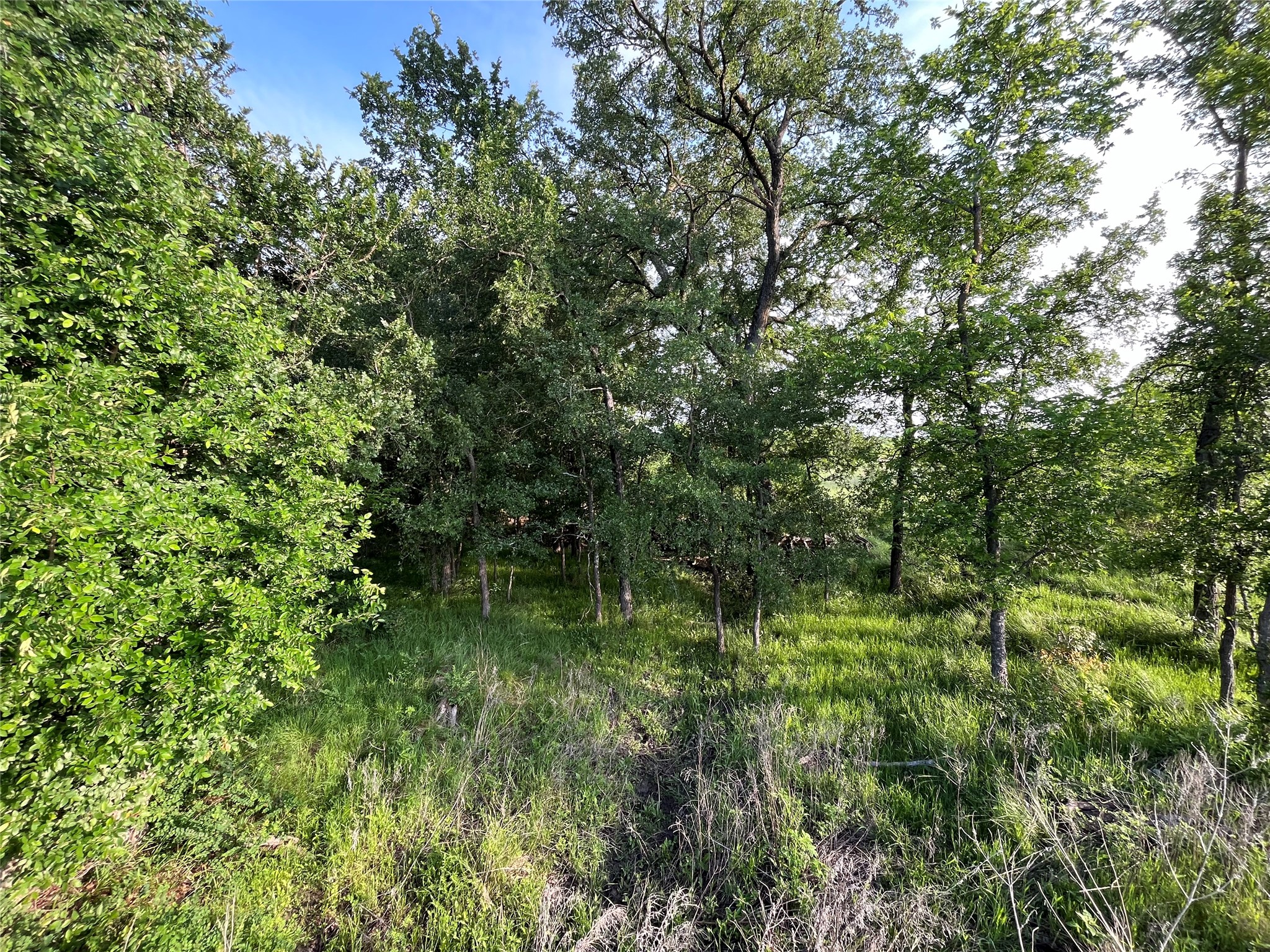 308.64 Acres Lcr 208a Coolidge TX 76635