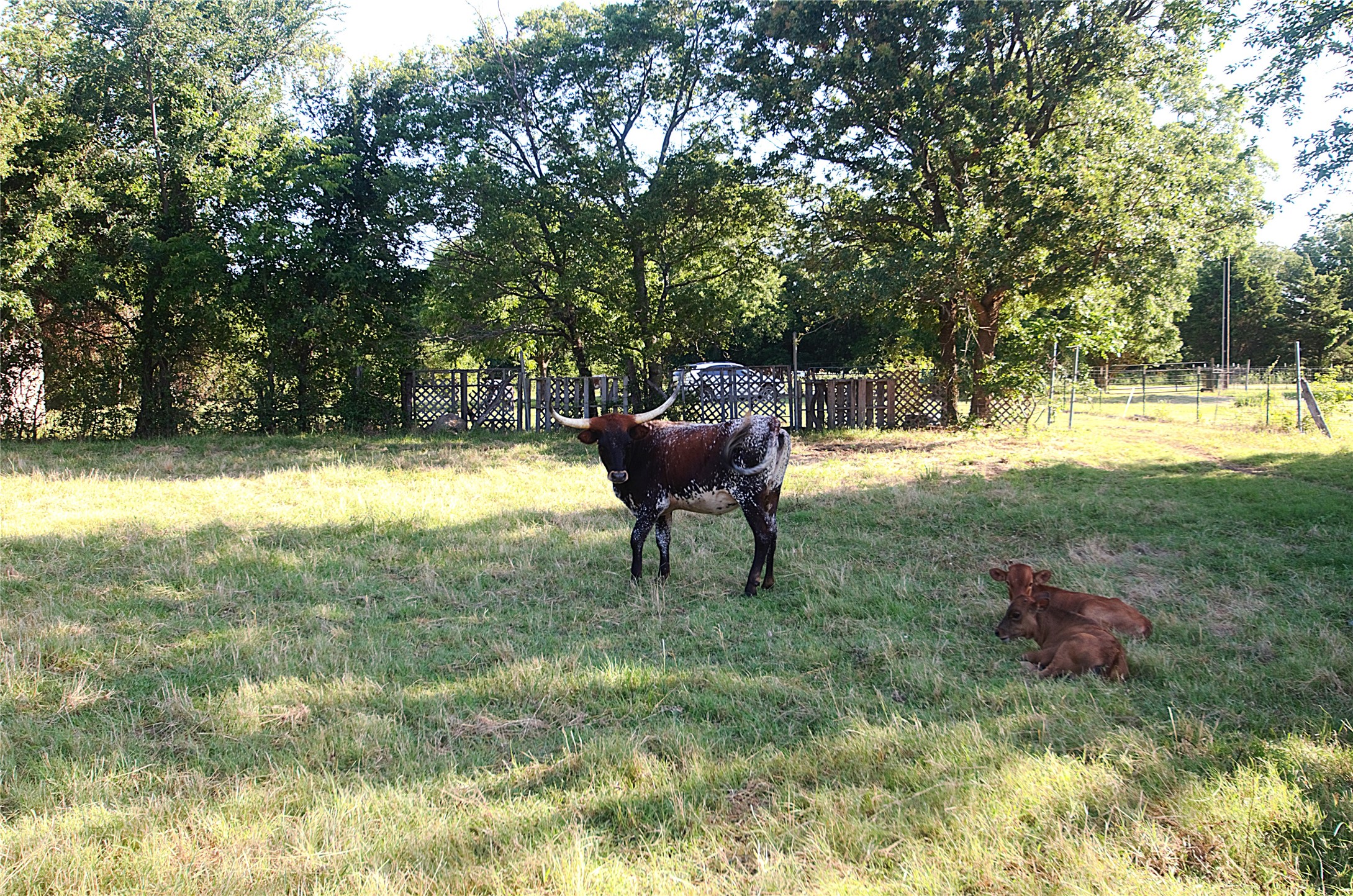 316 Flowing Wells Pottsboro TX 75076