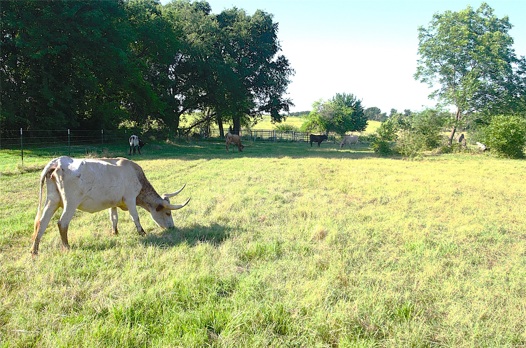 316 Flowing Wells Pottsboro TX 75076