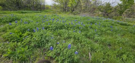 Tbd County Road 212 Coolidge TX 76635