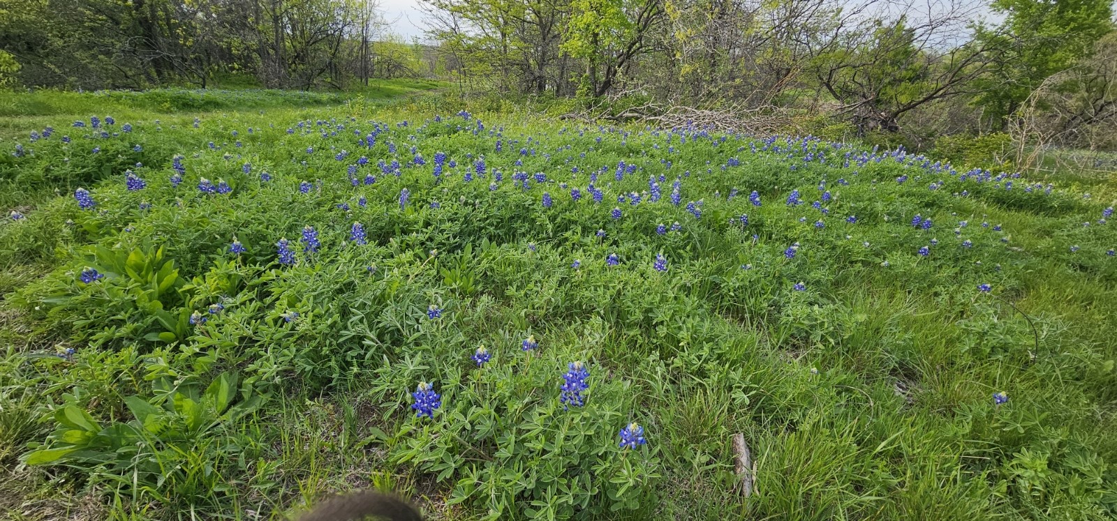 Tbd County Road 212 Coolidge TX 76635